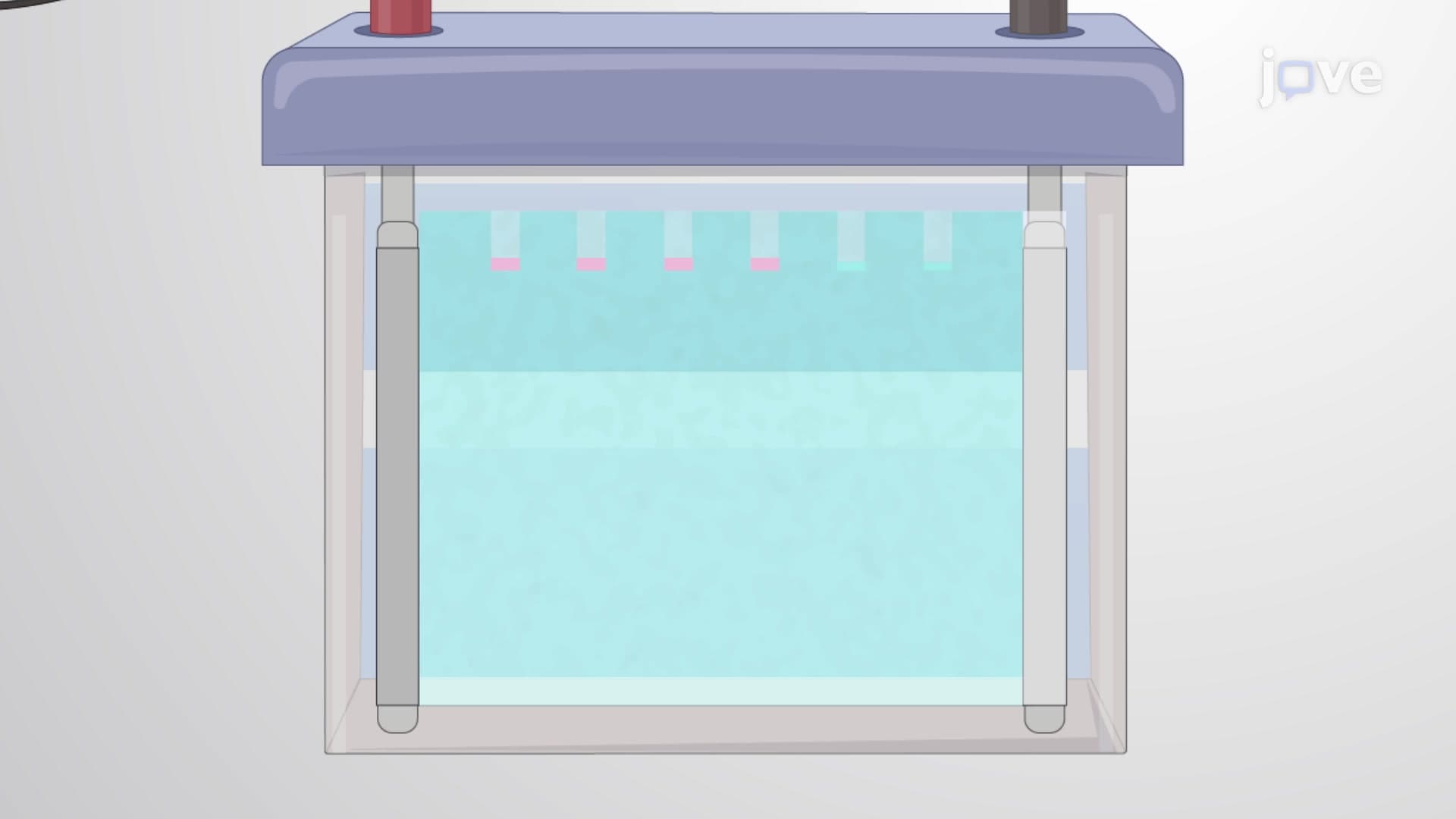 Polyacrylamide Gel Electrophoresis: An Analytical Technique to Detect Heparan Sulfates of Varying Chain Lengths Isolated from Mouse Lung Tissue