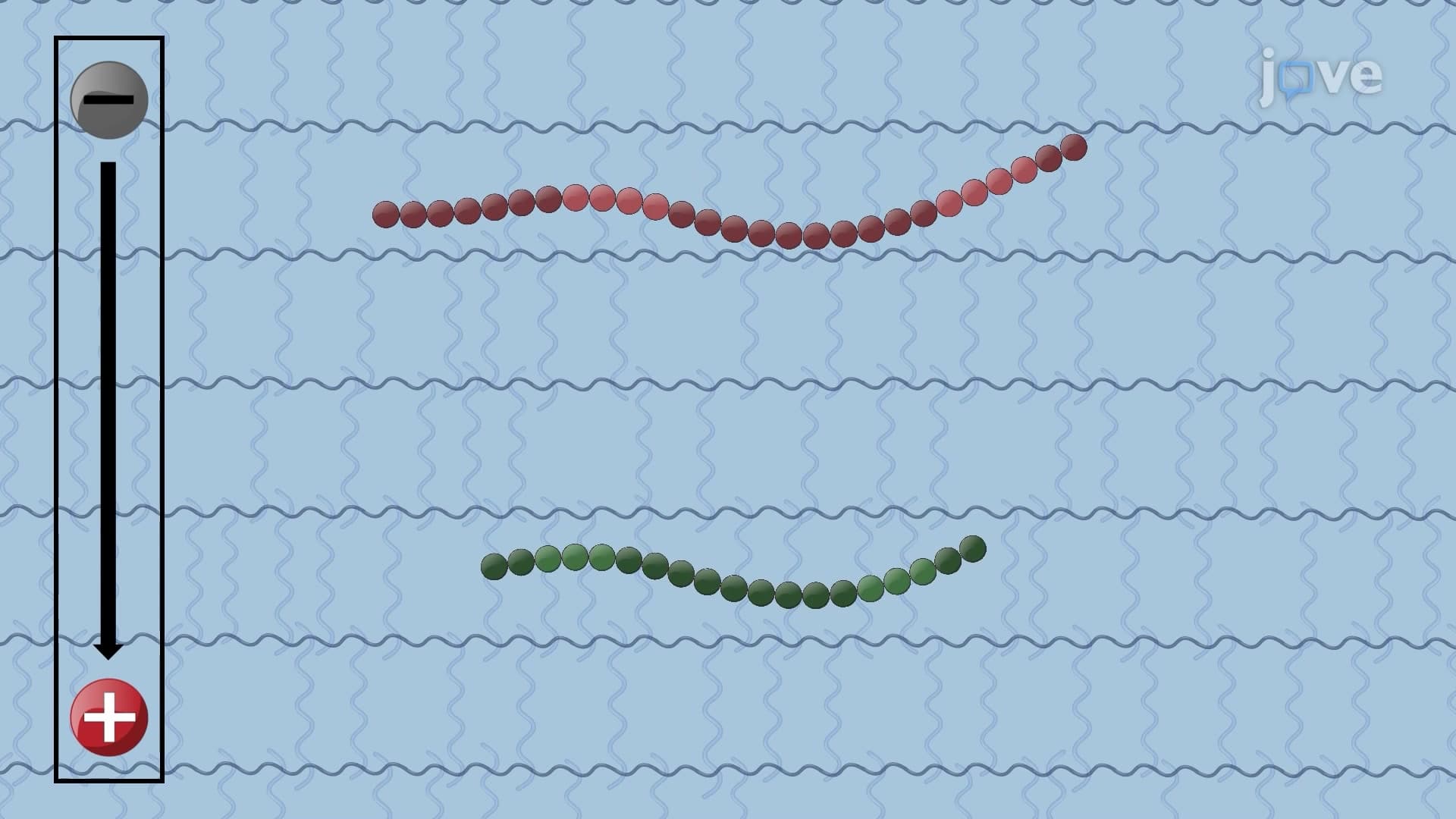 Sodium Dodecyl Sulphate Polyacrylamide Gel Electrophoresis for Protein Analysis: A Technique to Separate and Visualize Proteins Based on Molecular Weight
