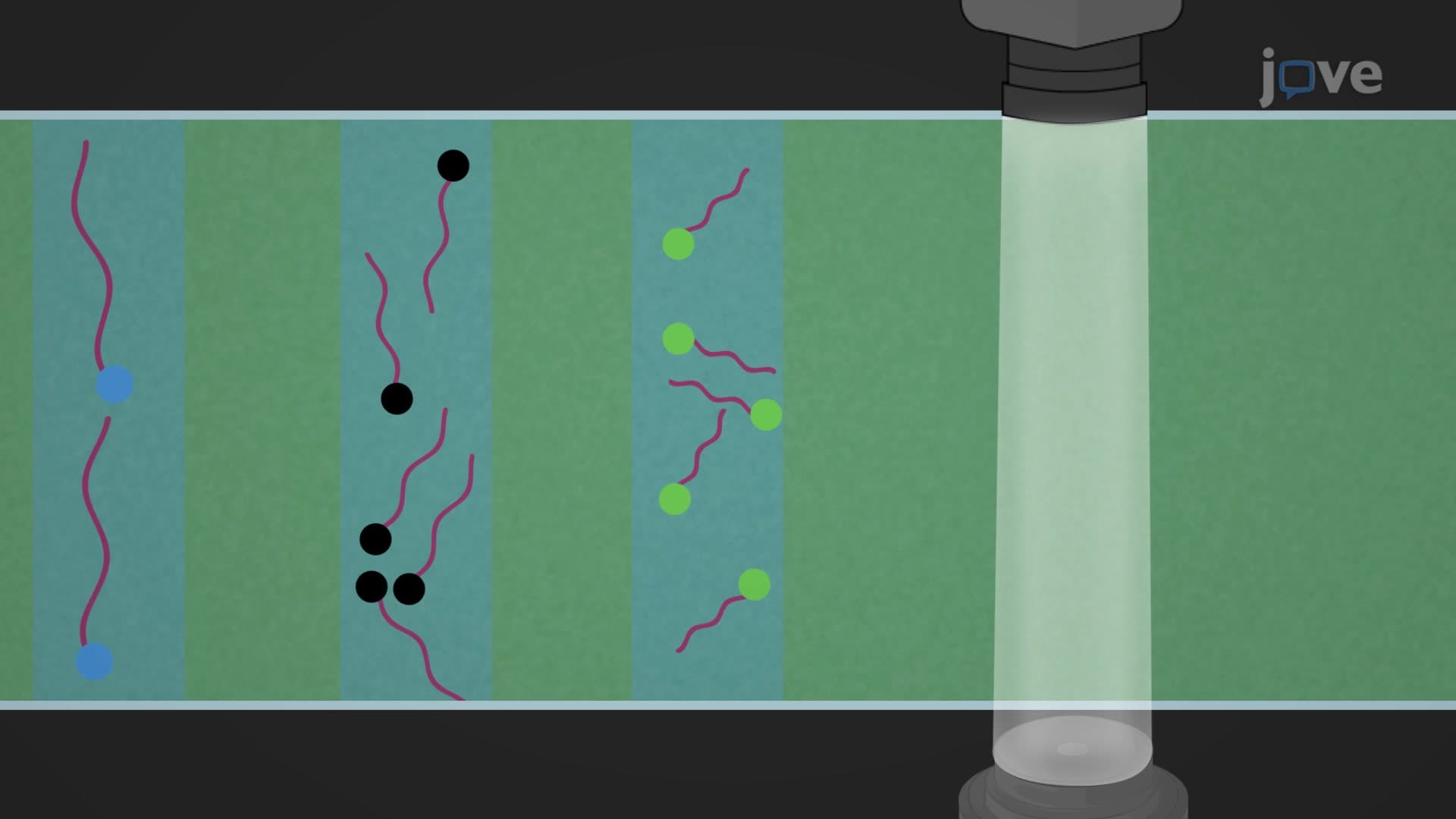 Capillary Electrophoresis: A Technique to Analyze Fluorescently Labeled Polymerase Chain Reaction Amplicons