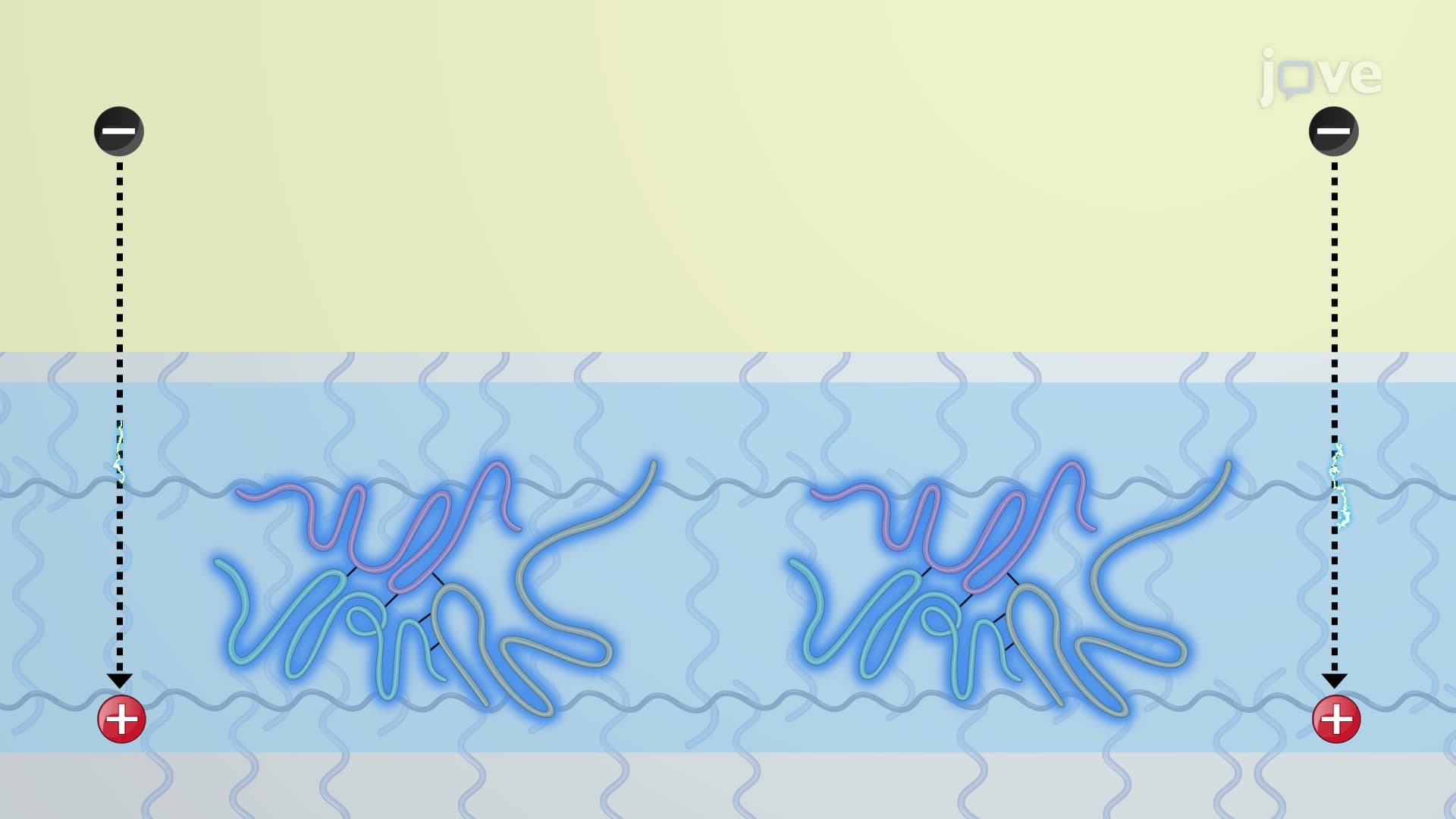 Non-Reducing SDS PAGE: A Method to Analyze Disulfide-Linked Multimeric Protein Complexes