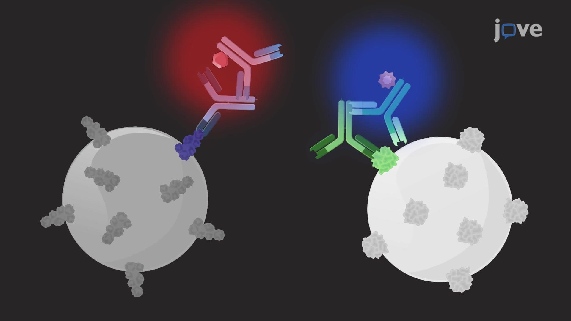 Multianalyte Immunobead Assay: A Flow-Based Immunoassay Technique for Concurrent Detection of Multiple Antibody Subtypes in Human Serum Sample