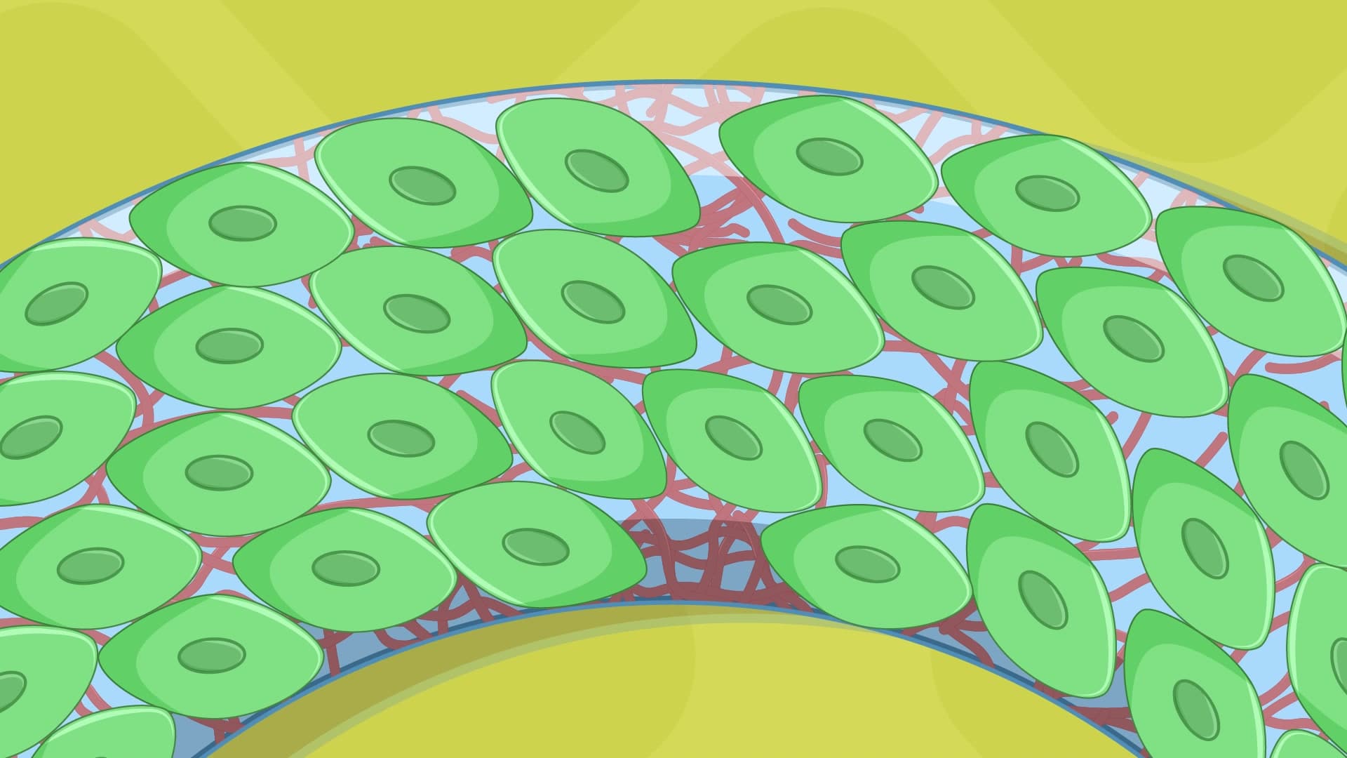 Ring-Shaped Micropatterning Cell Chirality Assay: An In Vitro Technique to Determine Multicellular Chirality Based on Cell Alignment on Ring-Shaped Micropatterns