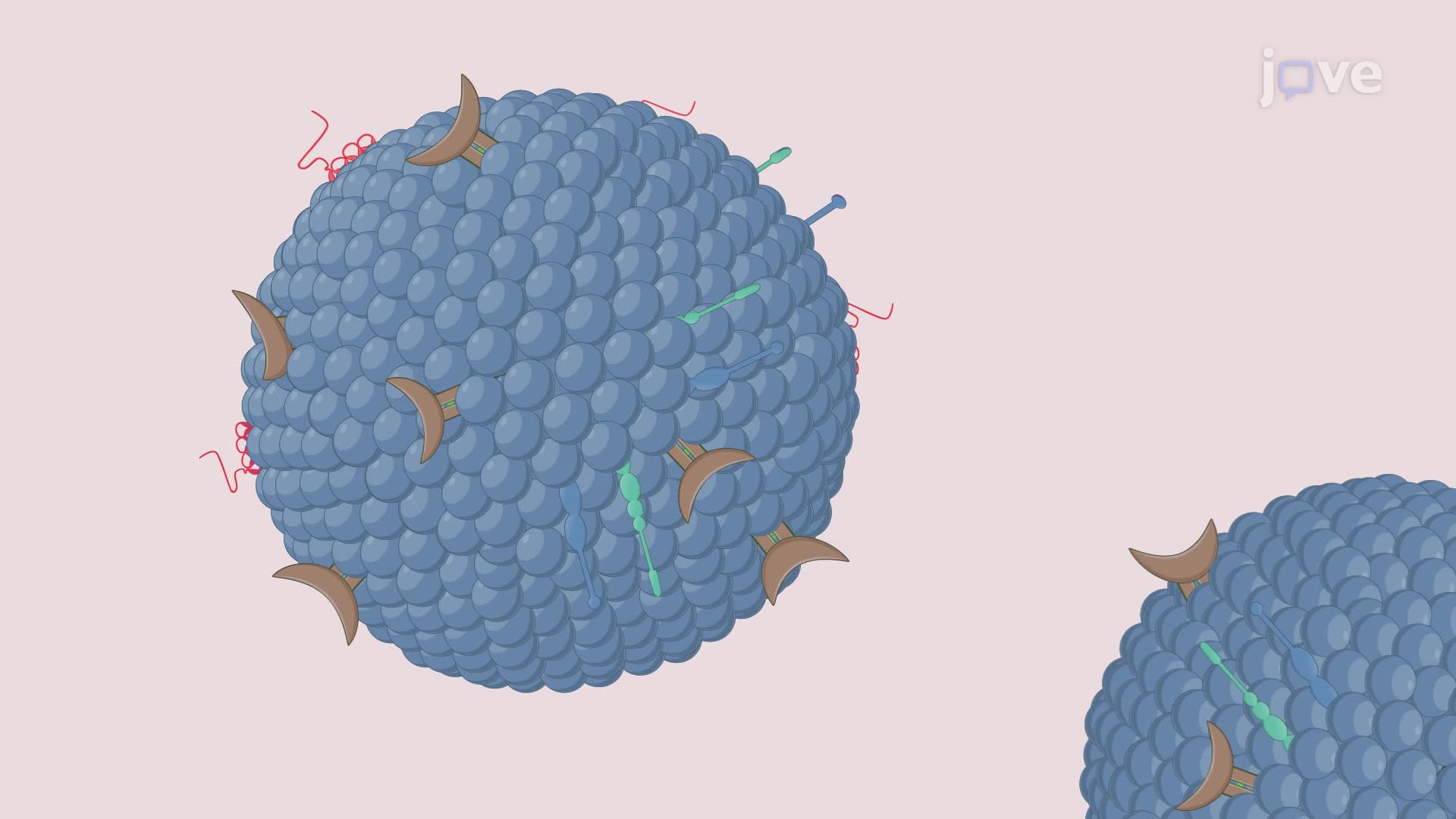 Extracellular Vesicle Uptake Assay: A Method to Visualize and Quantify Cellular Uptake of Extracellular Vesicles Using 3D Fluorescence Imaging Technique