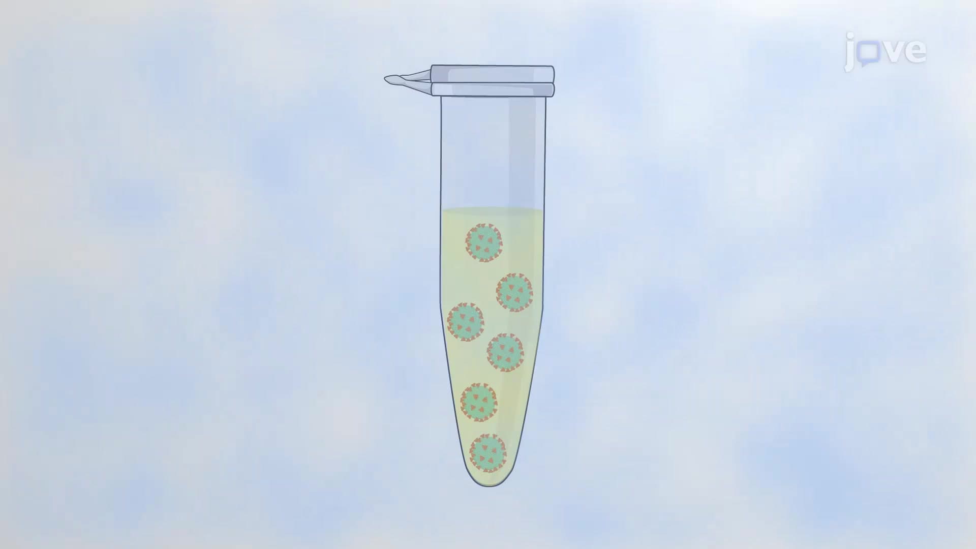 The Virus-Like Particles Capture Assay: A Method to Isolate Antigen-Displaying VLPs from a Sample Using Neutralizing Antibody-Conjugated Magnetic Beads