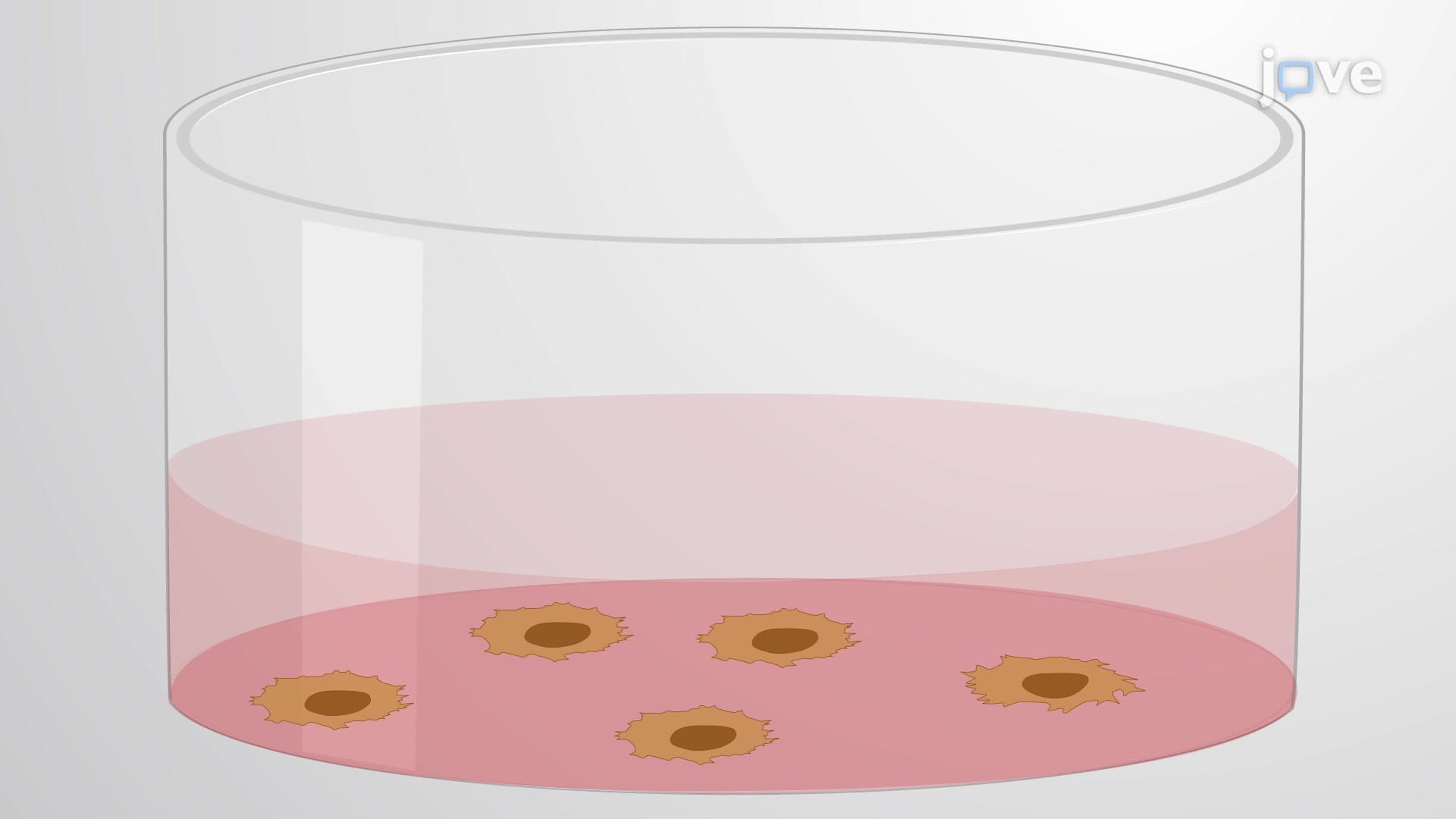 Substrate Oxidation Assay in Cultured Cells: An In Vitro Assay to Quantify Substrate Oxidation in Cells by Measuring Radioactive Signals from Trapped CO2