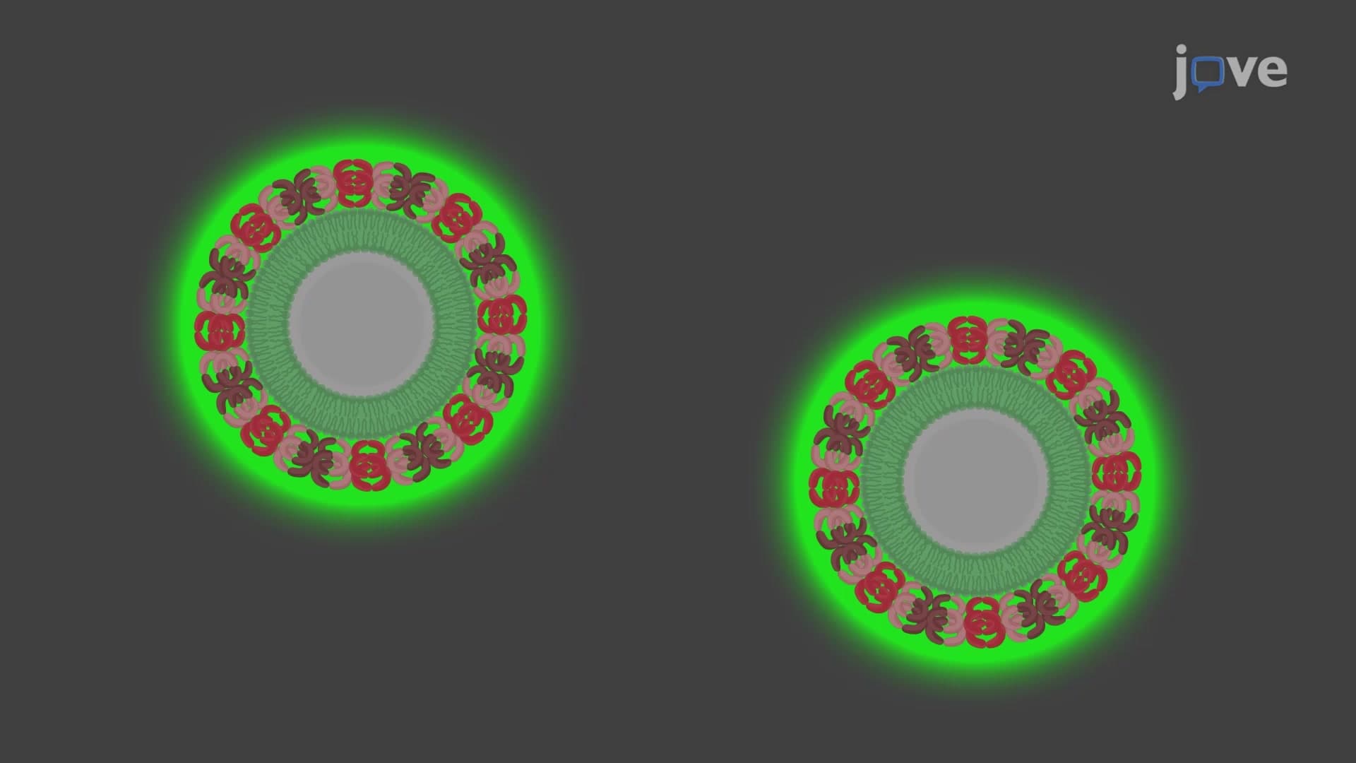 Spherical Supported Lipid Bilayer Assay: A Technique to Observe the Septin Assembly on Microspheres