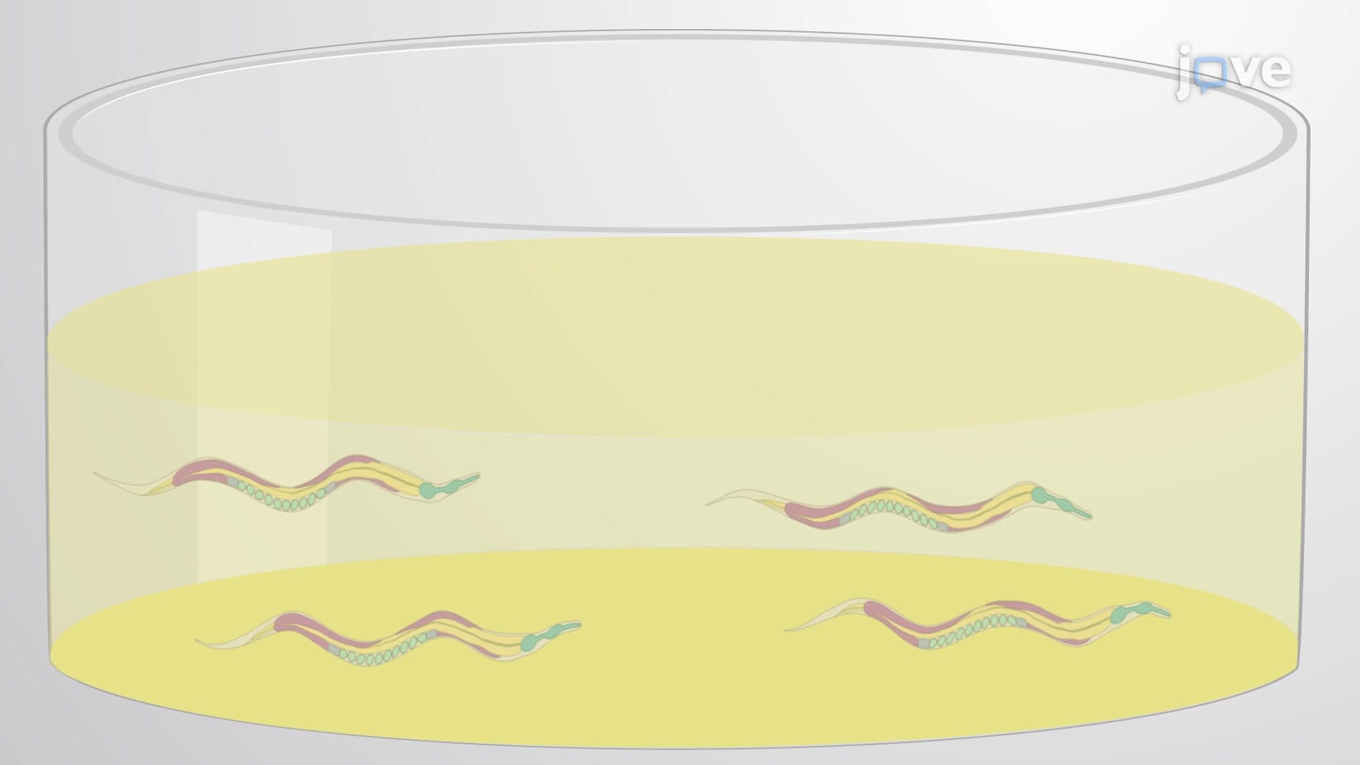 Small Molecule Nematicides Screening Assay: A Medium Throughput Method to Screen Potential Nematicides Against Ditylenchus dipsaci