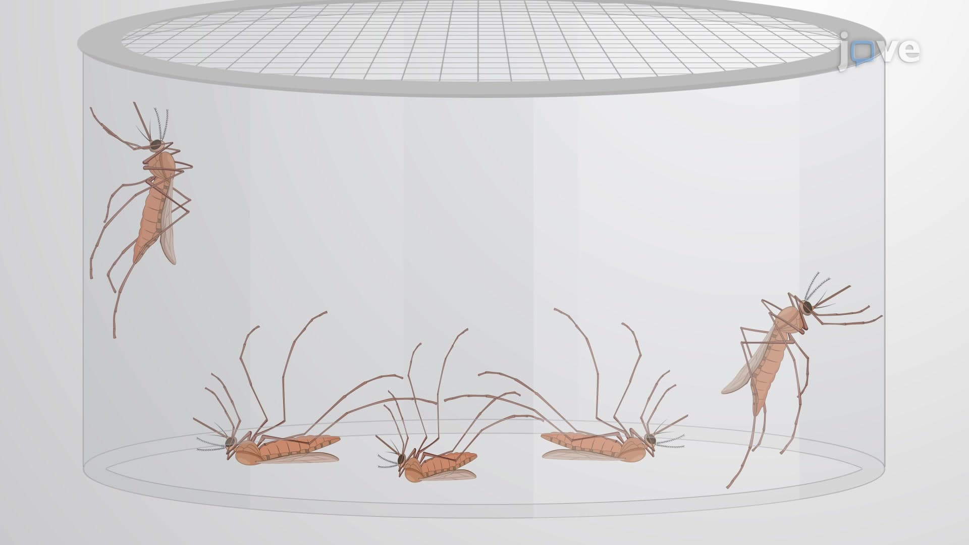 Mosquito Feeding Assay: A Method to Evaluate Test Compound Effects on Mortality and Fecundity of Adult Female Mosquitoes