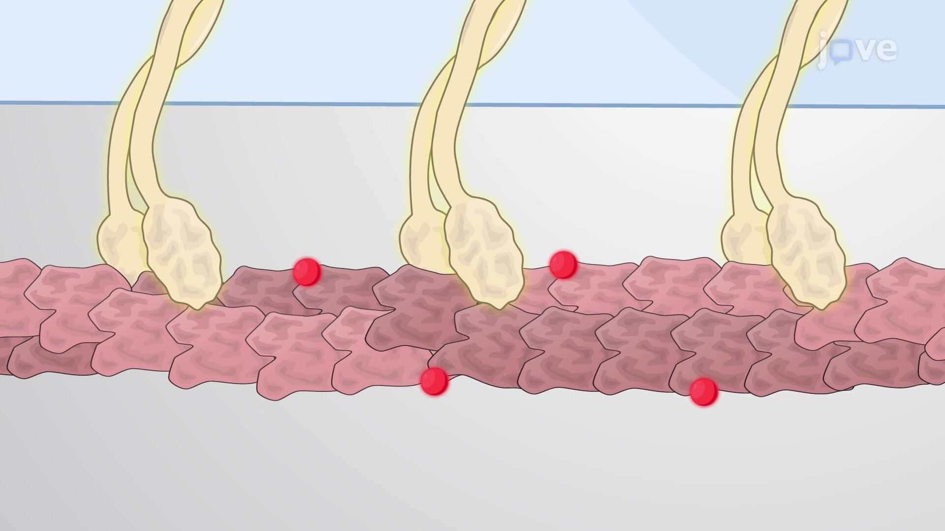 The Gliding Actin Filament Assay: An In Vitro Motility Assay to Study Translocation of Actin Filaments on Immobilized Myosins