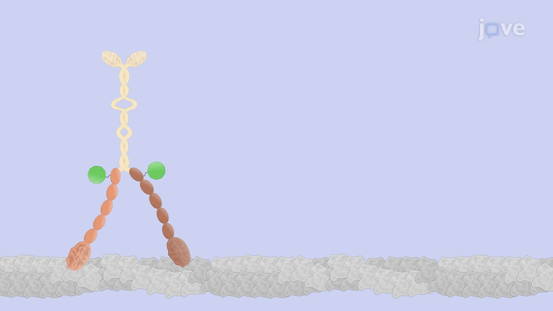 Inverted Motility Assay: An In Vitro Technique to Visualize Myosin Movement on Immobilized Actin Filaments