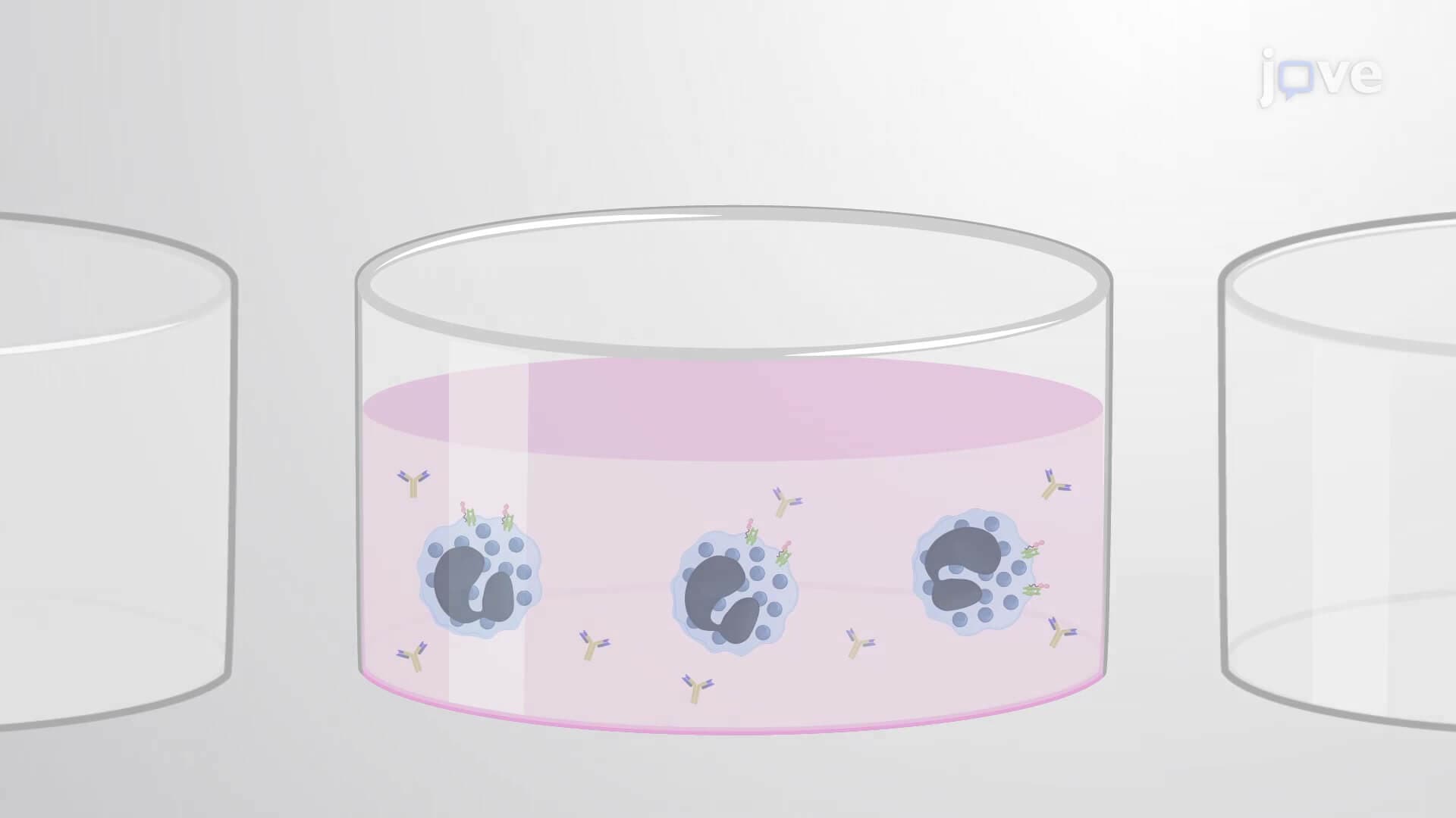 Humanized Mediator Enzyme Release Assay: An Immunochemical Method to Screen Allergic Potential of Test Antigen by Monitoring Basophil Degranulation Response In Vitro