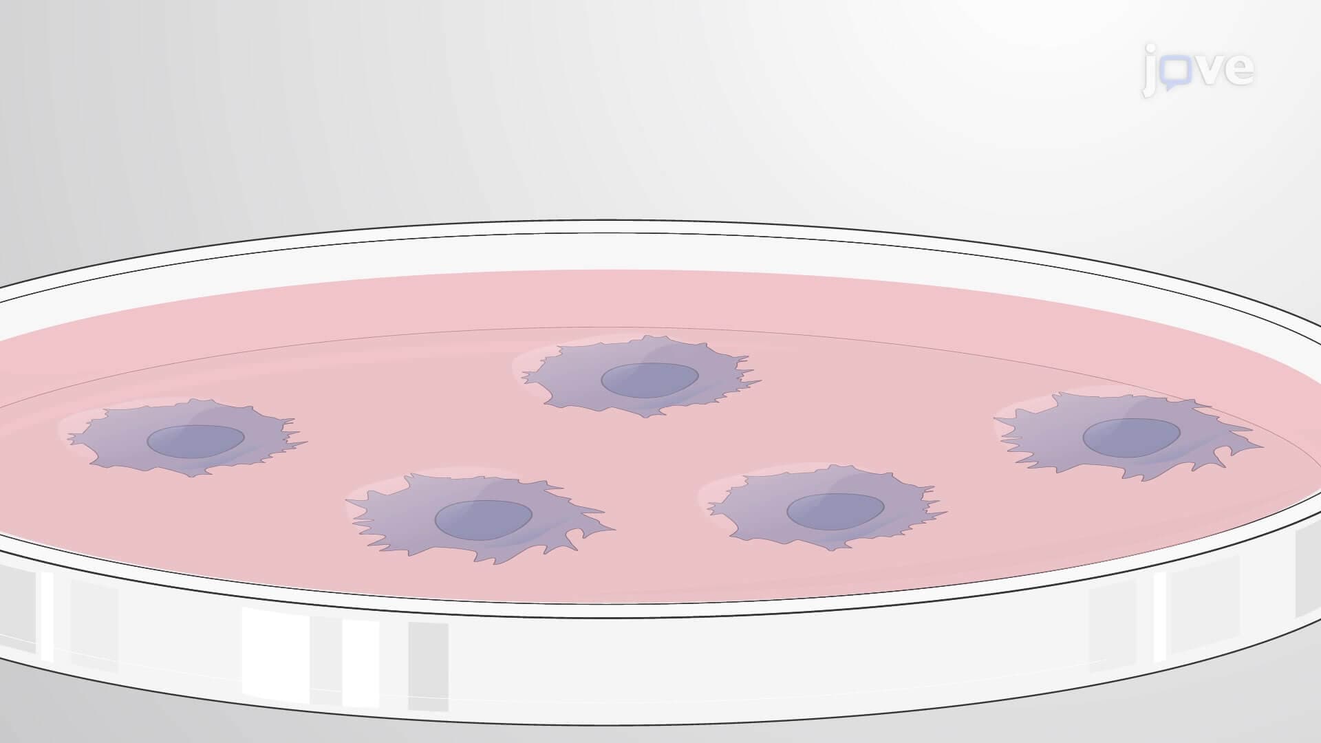 Misfolding-Prone Protein Degradation Assay: A Technique to Monitor Misfolded Protein Degradation Using Cycloheximide Treatment and Detergent Fractionation