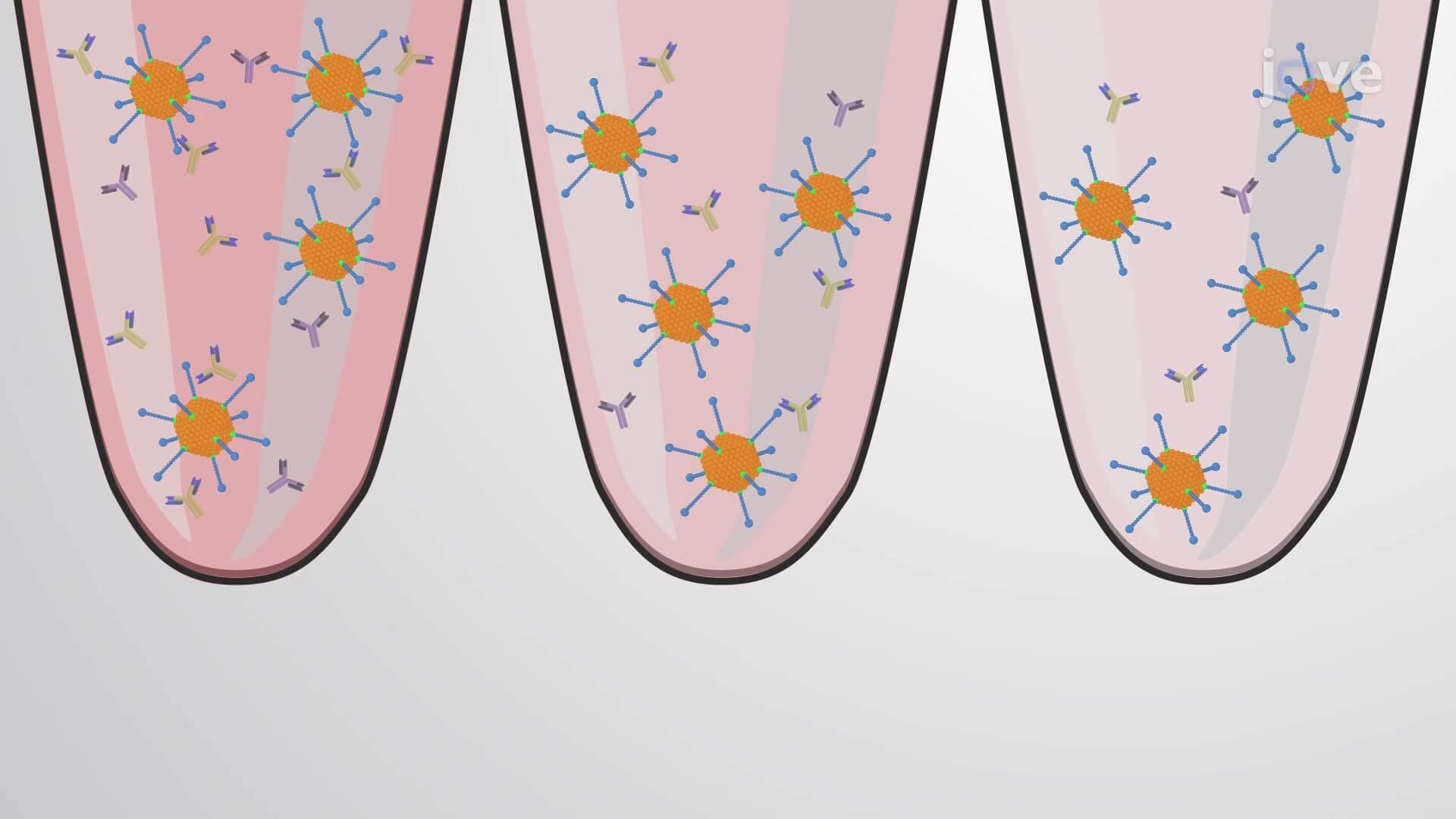 Cell-Based AAV Neutralizing Antibody Assay: A Colorimetric Technique to Detect Neutralizing Antibodies Against Specific Adeno-Associated Viruses in Serum