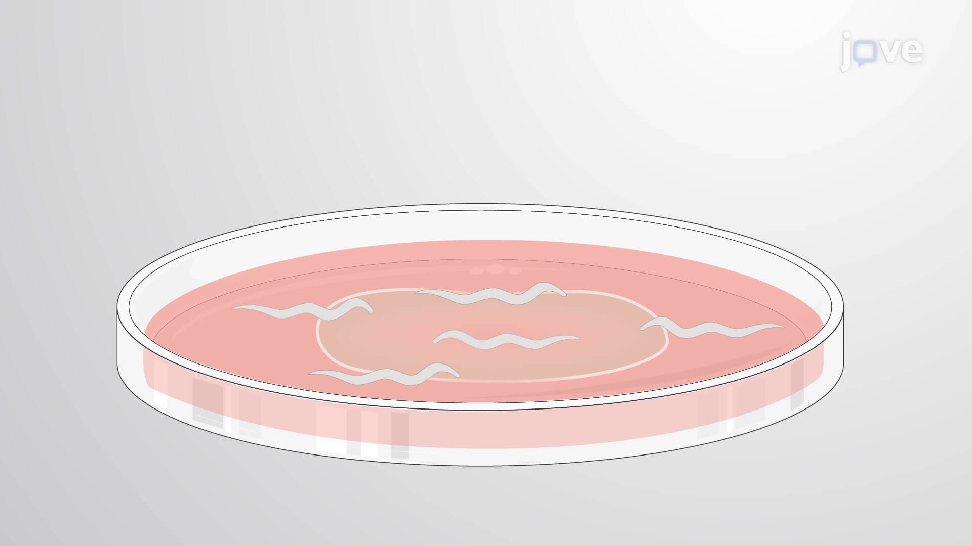 Fluorescent Reporter-Based Paralysis Assay: A Technique to Assess Age-Associated Progressive Formation of Polyglutamine Fluorescent Reporter and Associated Paralysis in Caenorhabditis elegans