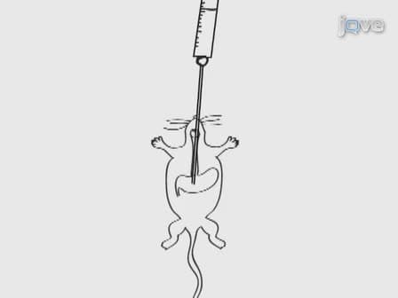 Oral Administration of Rotenone using a Gavage and Image Analysis of Alpha-synuclein Inclusions in the Enteric Nervous System