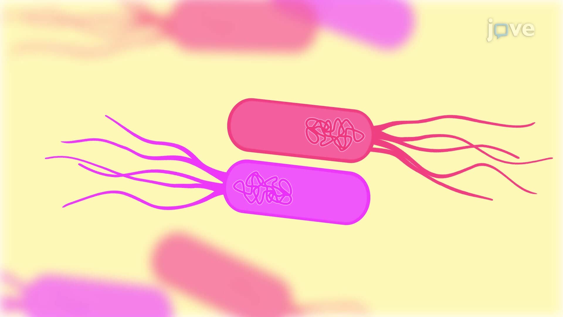 Bacterial Co-Incubation Assay: A Fluorescence Microscopy-Based Technique to Visualize Intraspecific Bacterial Competition at the Single-Cell Level