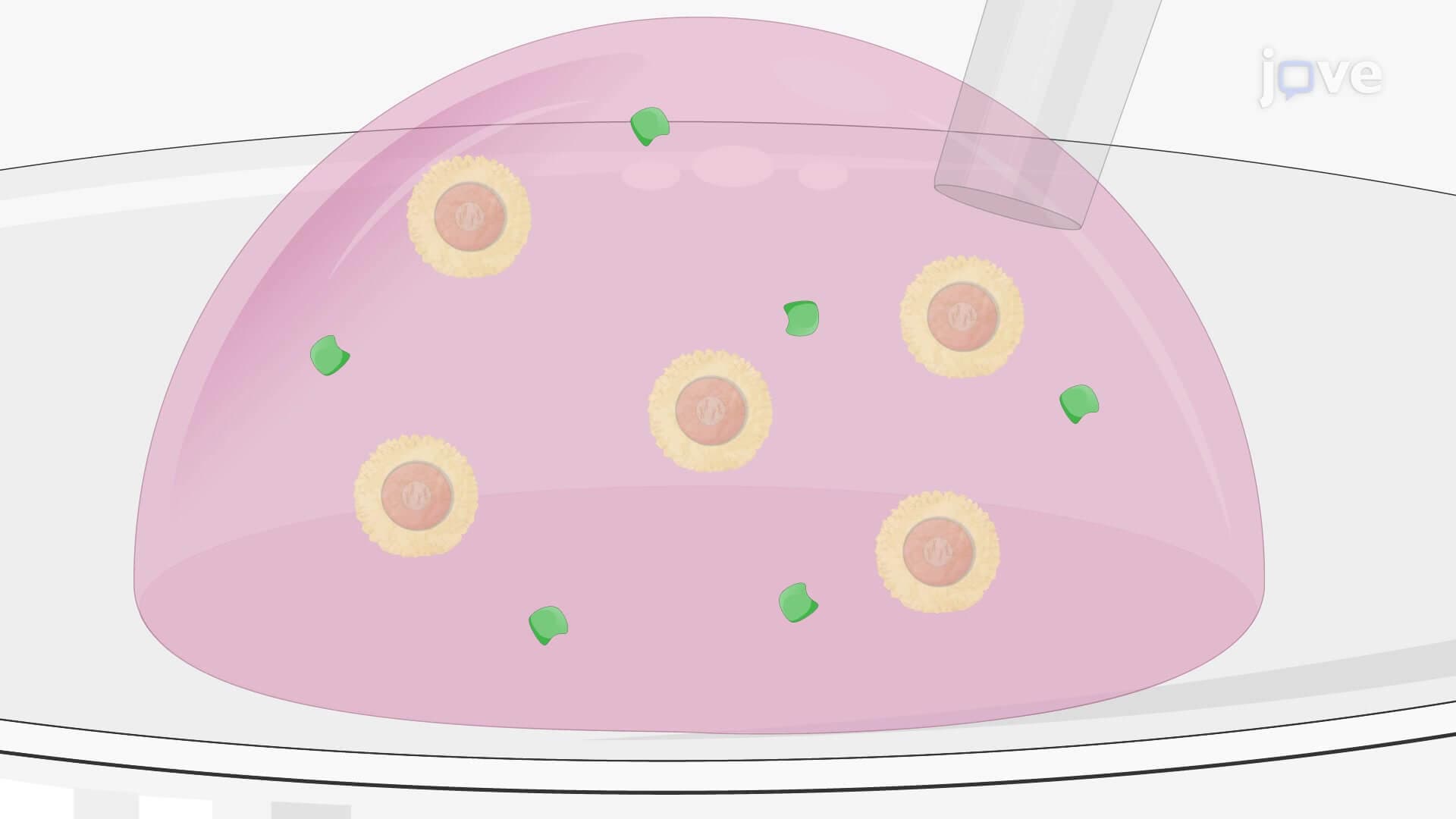 The In Vitro Single Oocyte Reporter Assay: A Technique to Study Target mRNA Translation Regulation During In Vitro Oocyte Maturation