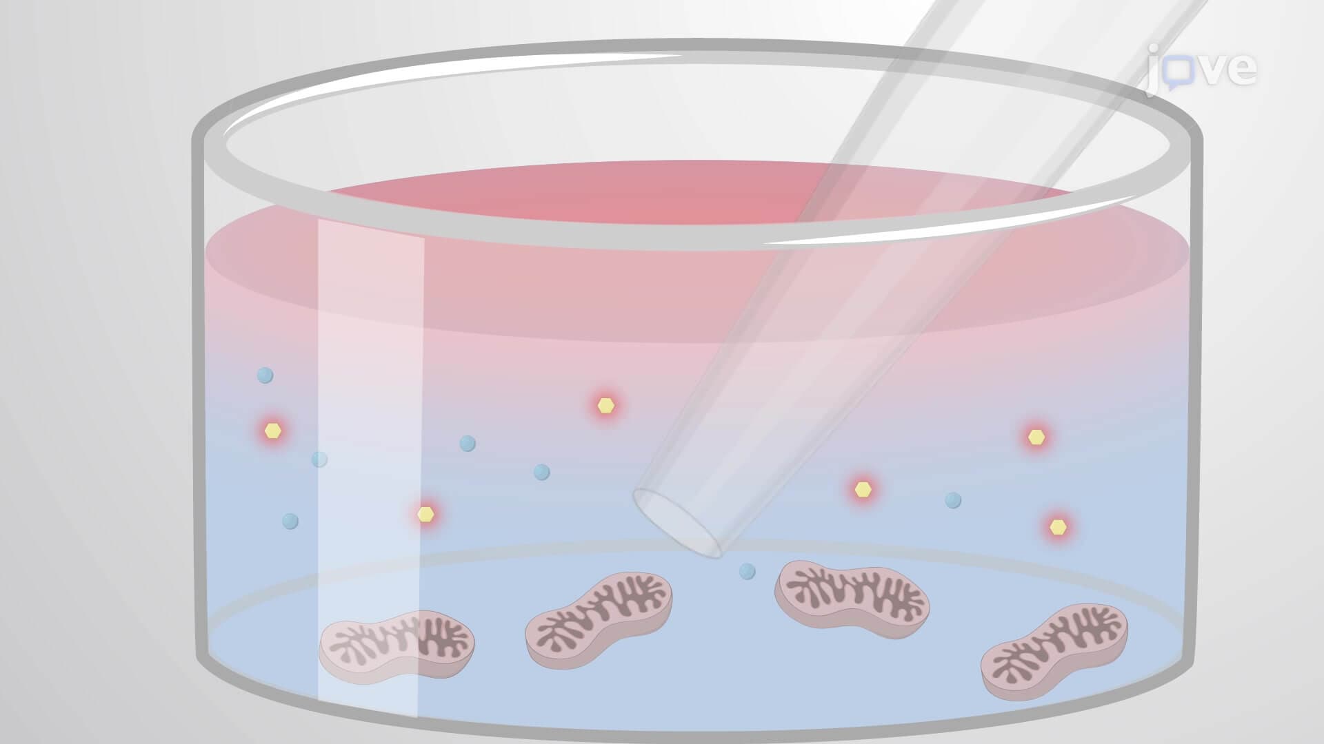 Mitochondrial Calcium Uptake Assay: A Plate Reader-Based Method for Measuring Calcium Uptake in Isolated Mitochondria