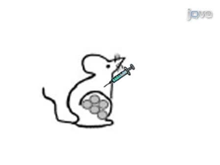 <em>In vivo</em> Imaging and Therapeutic Treatments in an Orthotopic Mouse Model of Ovarian Cancer