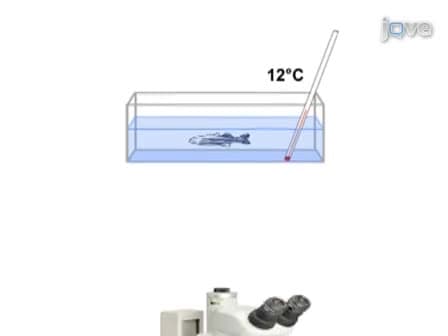 Intraperitoneal Injection into Adult Zebrafish
