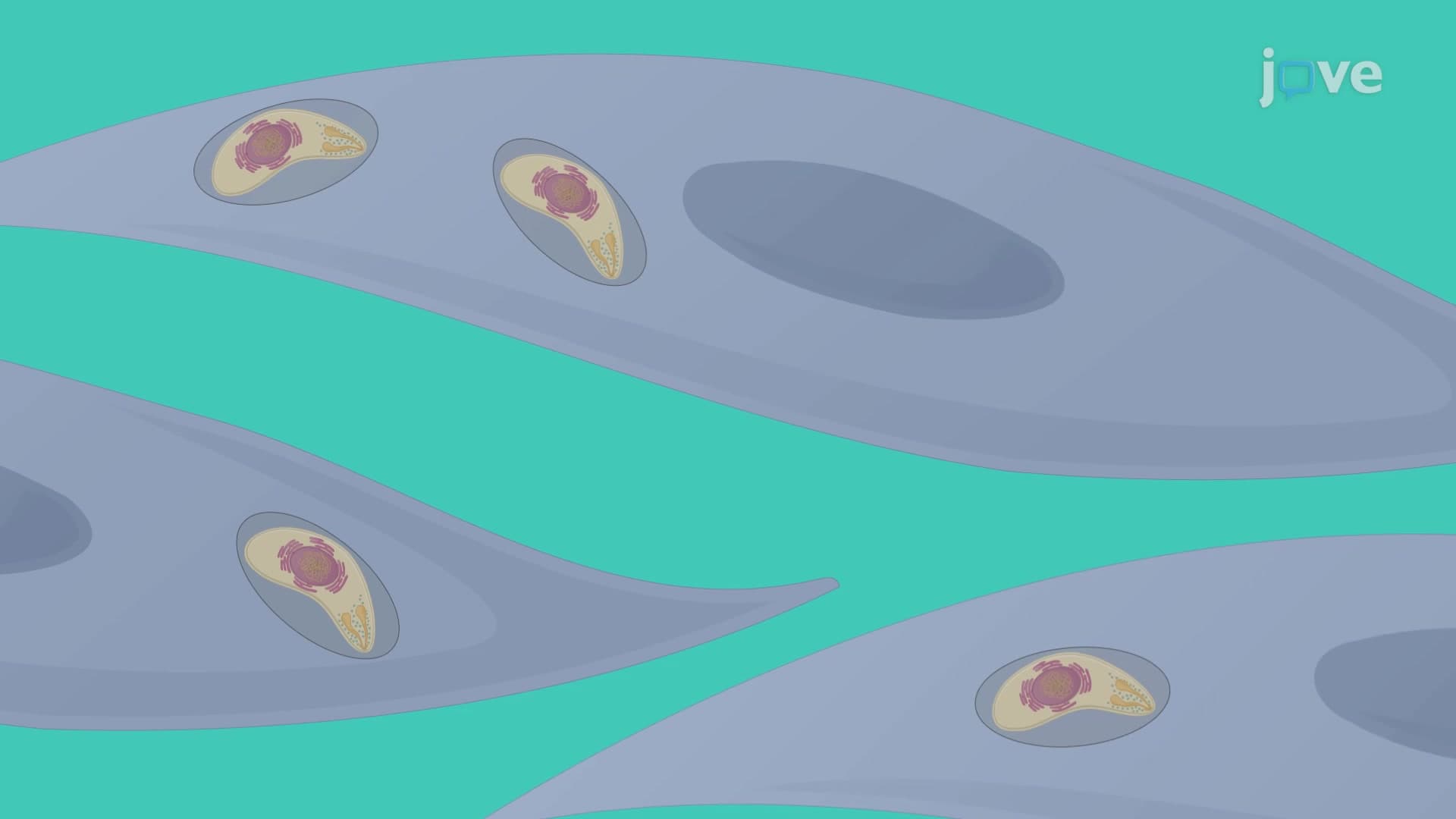 Luciferase-Based Growth Assay to Quantify Intracellular Parasite Reproduction