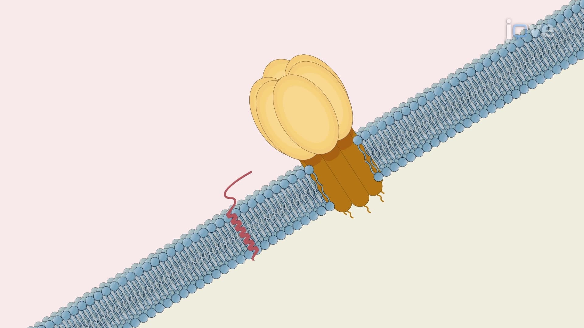Msp1 Extraction Assay to Study the Removal of Mislocalized TA Proteins