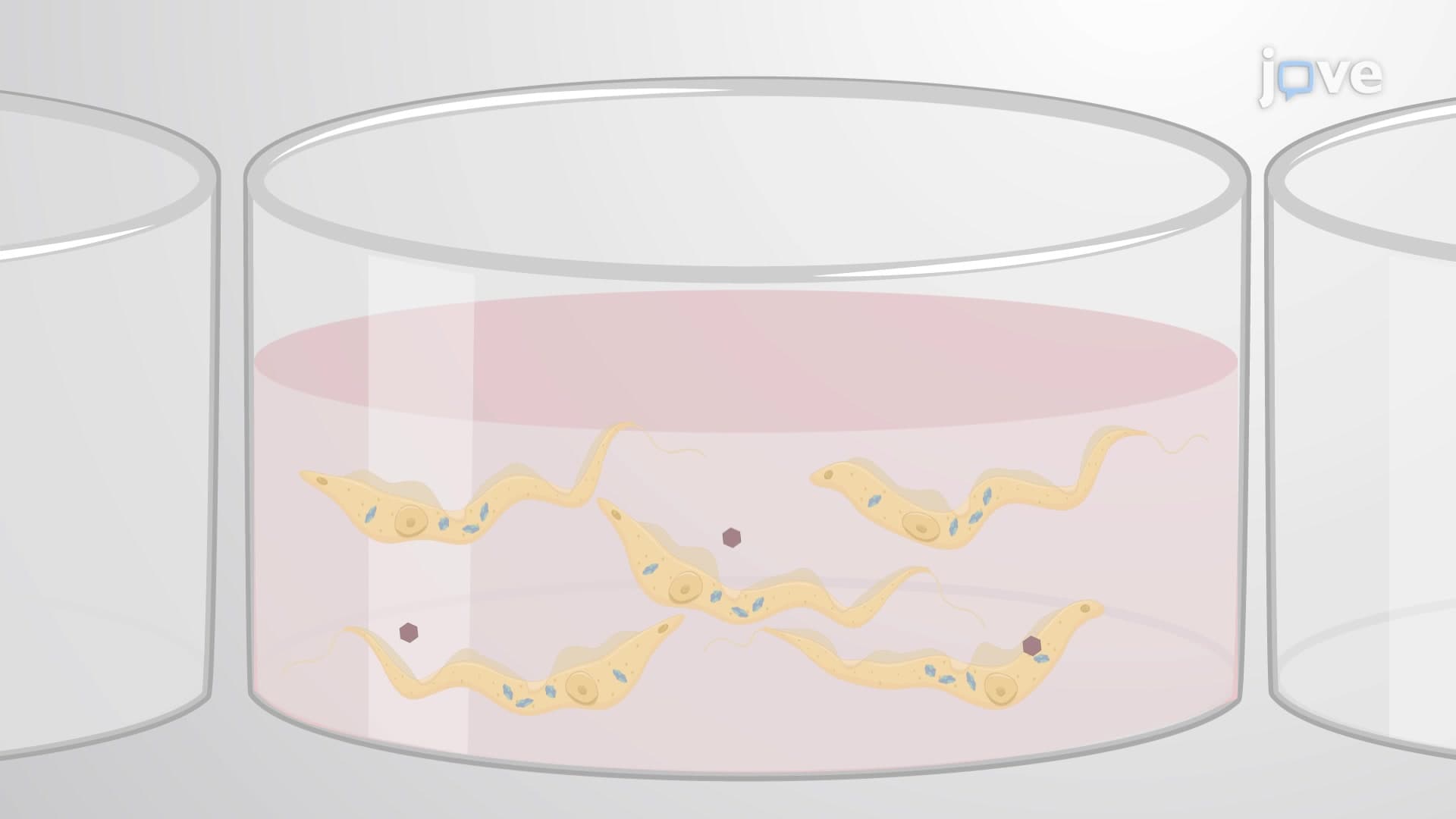 &beta;-Galactosidase Assay to Evaluate Drug-Induced Cytotoxicity in Parasites