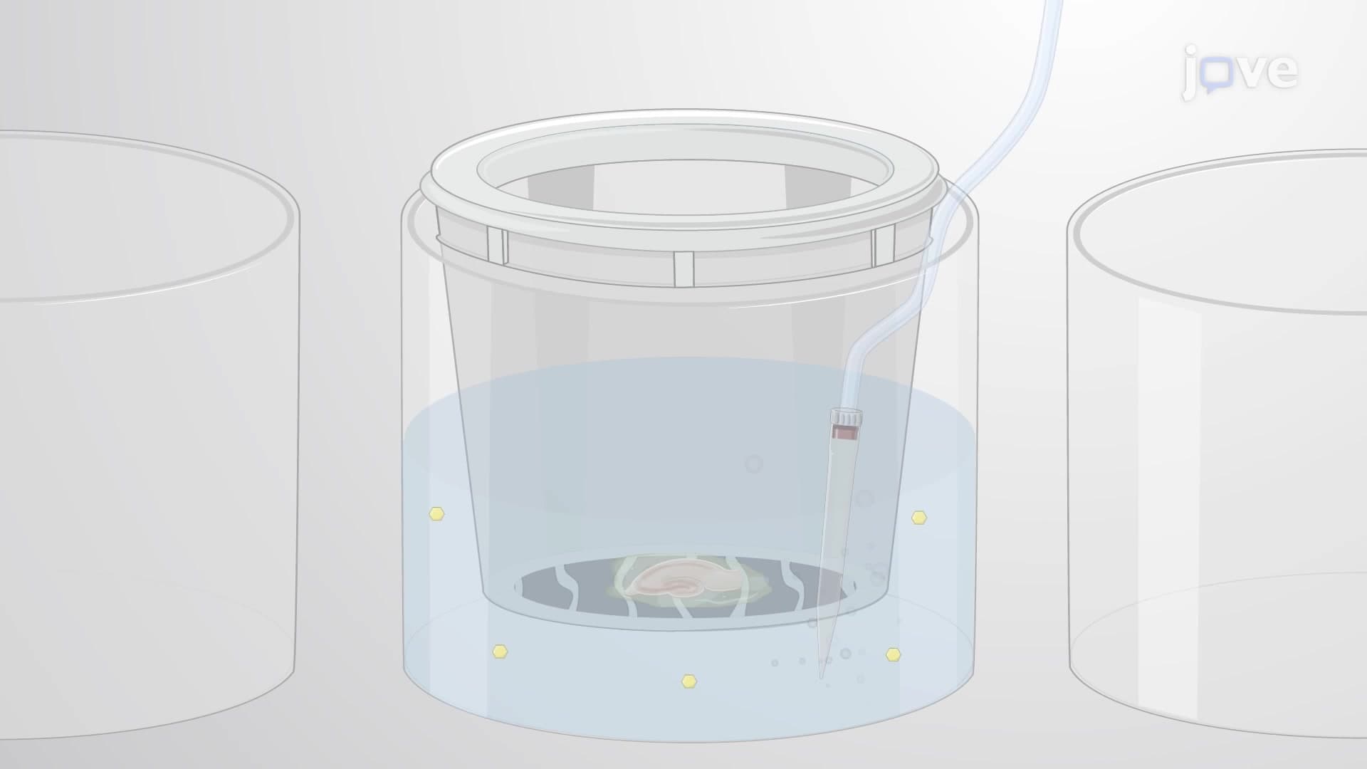 A Plate-Based Assay to Measure Monoamine Release from Brain Slices on Test Drug Exposure