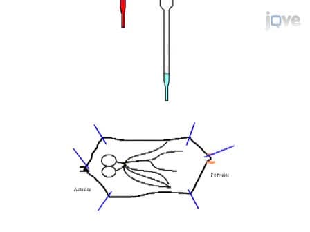 Visualization of Larval Segmental Nerves in 3<sup>rd</sup> Instar <em>Drosophila</em> Larval Preparations