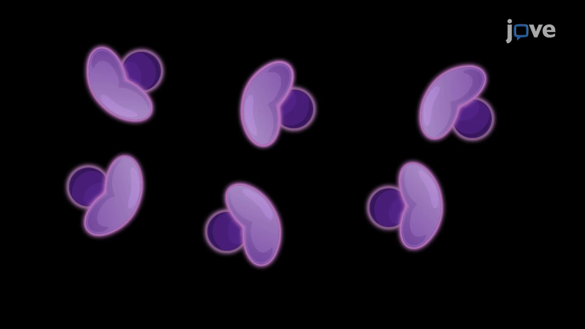 Calcification Assay to Measure Calcium Concentration in Aortic Valve Interstitial Cells