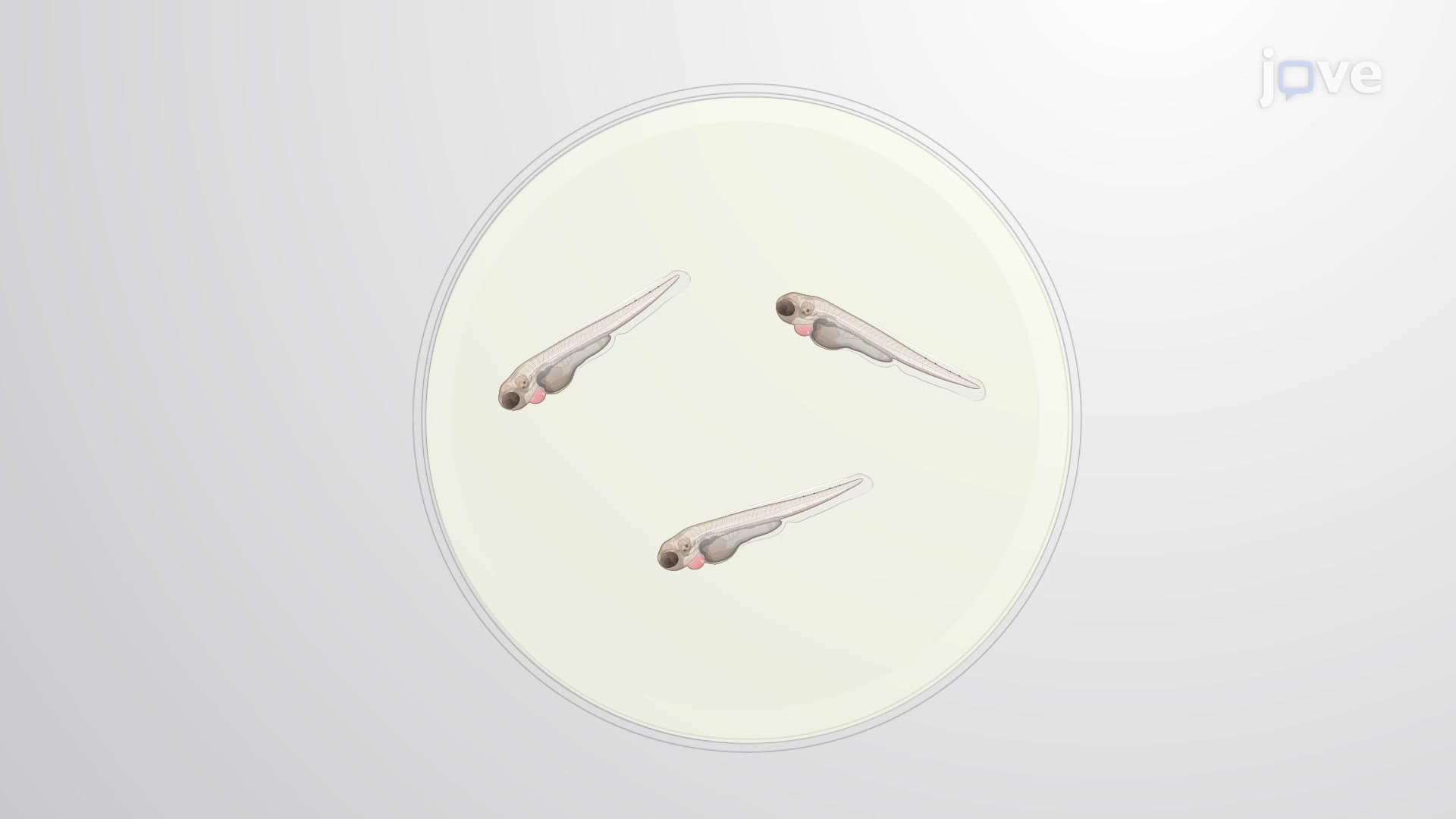 Immunofluorescence Assay to Detect PM2.5-Mediated DNA Damage in Fish Embryos