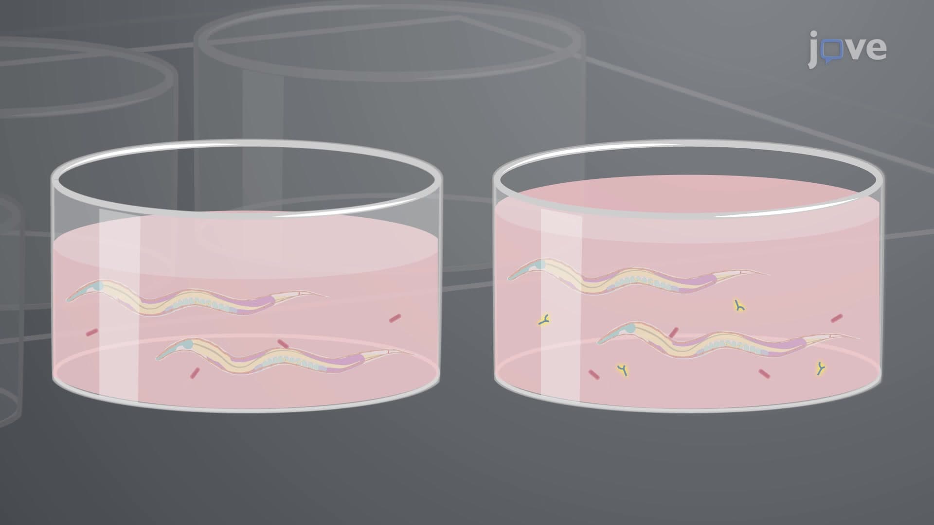 PolyQ Aggregation Assay to Identify Neuroprotective Effect of a Compound in Worms