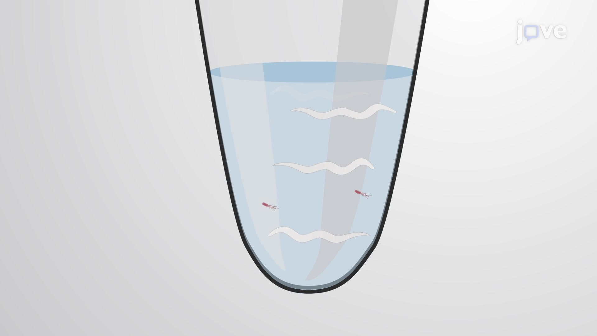 An Assay to Study Effect of Test Compound against PolyQ-Mediated Neurotoxicity in Worms