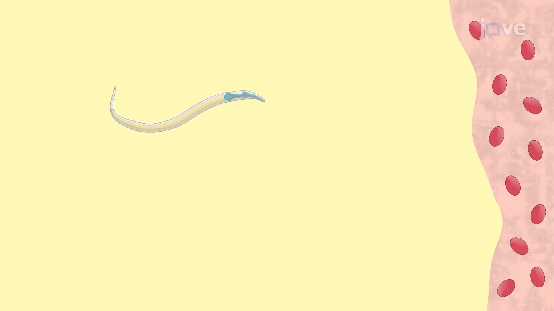 Examine Chemoavoidance Behavior in Transgenic Worms Using Osmotic Avoidance Assay