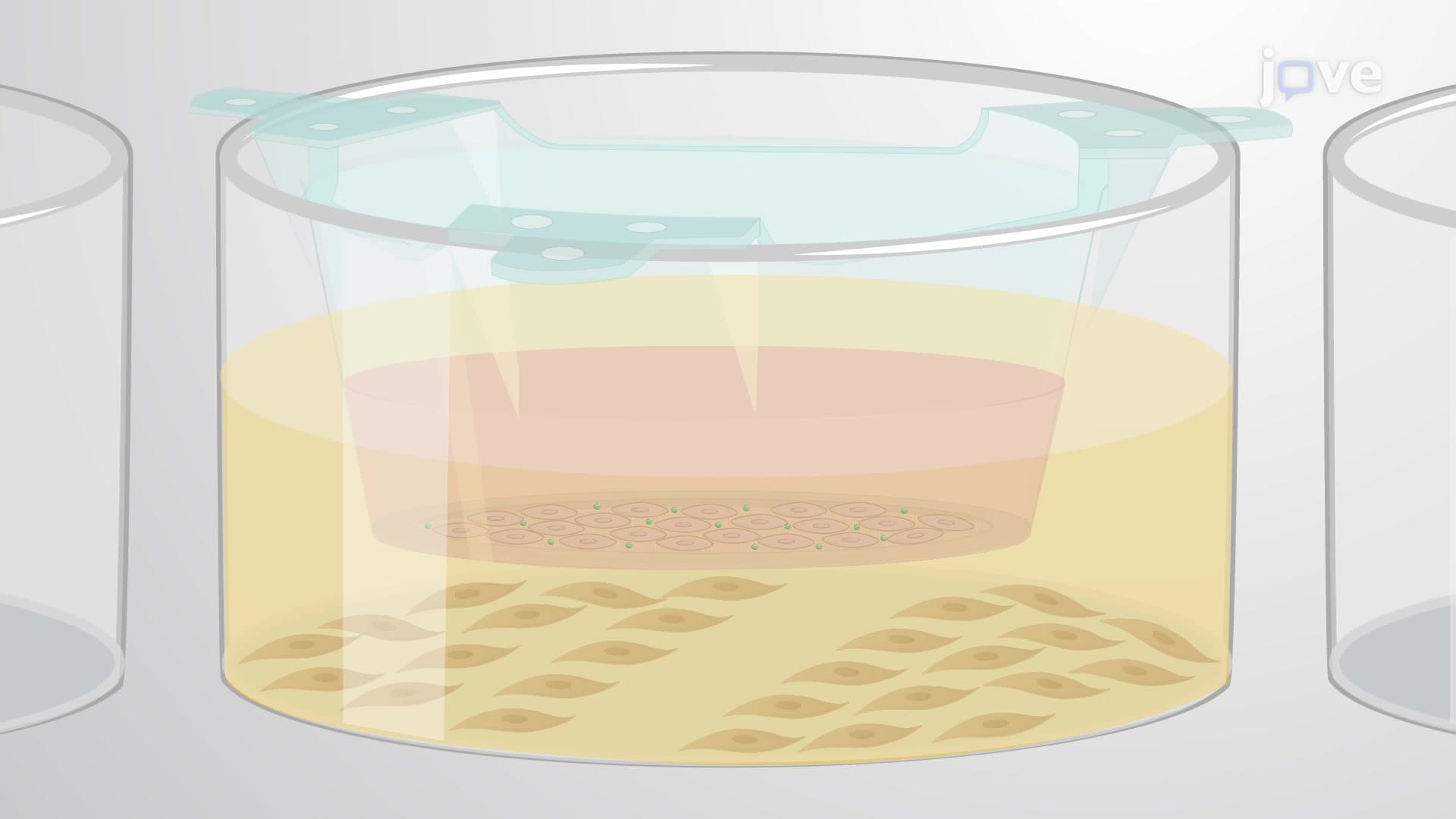 Wound Assay to Evaluate the Migratory Capacity of Murine Myoblasts in Co-Culture