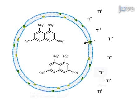 Gramicidin-based Fluorescence Assay; for Determining Small Molecules Potential for Modifying Lipid Bilayer Properties