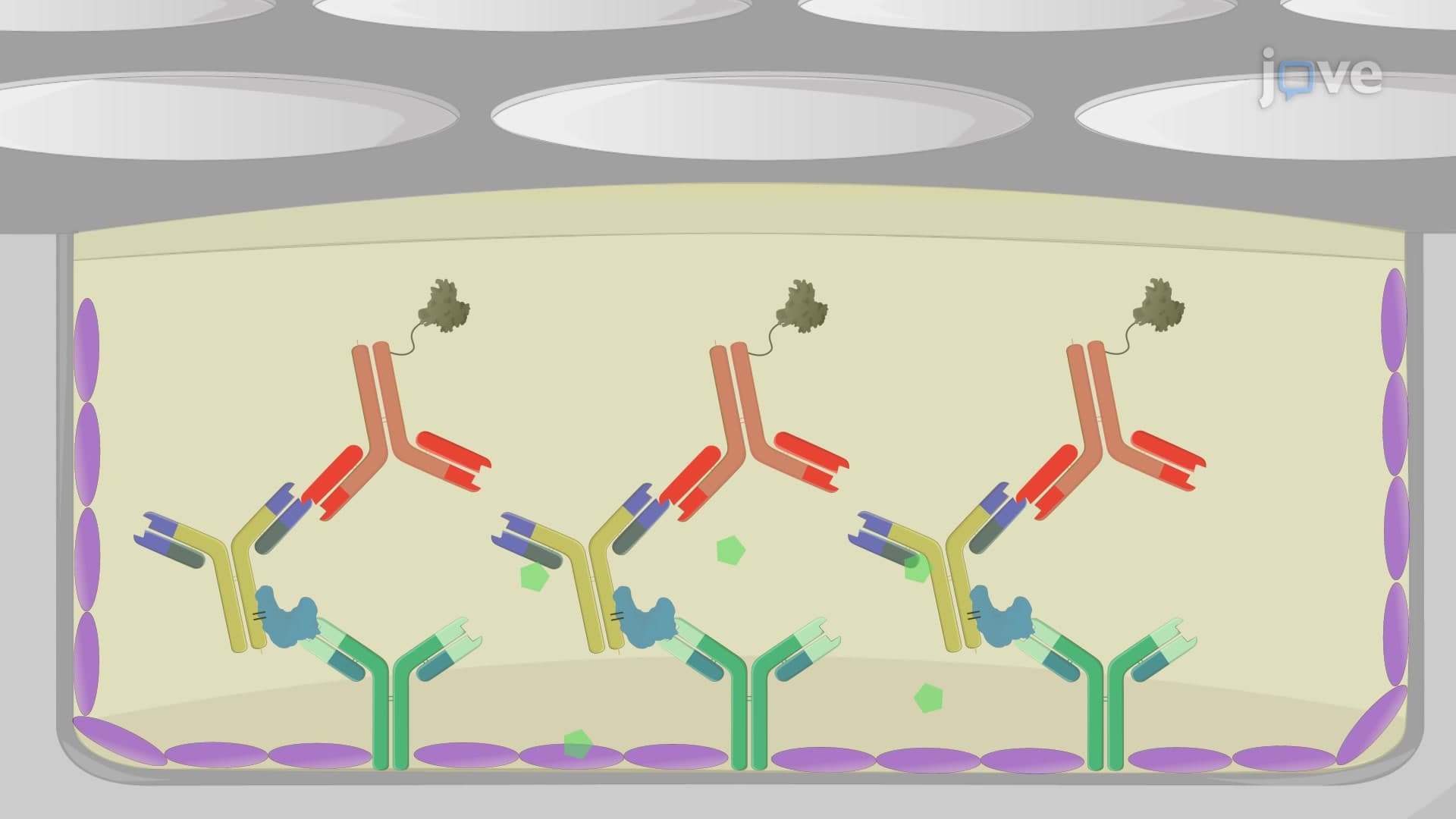 Enzyme-Linked Immunosorbent Assay to Verify Chemically-Coupled Antibody-Antigen Conjugates