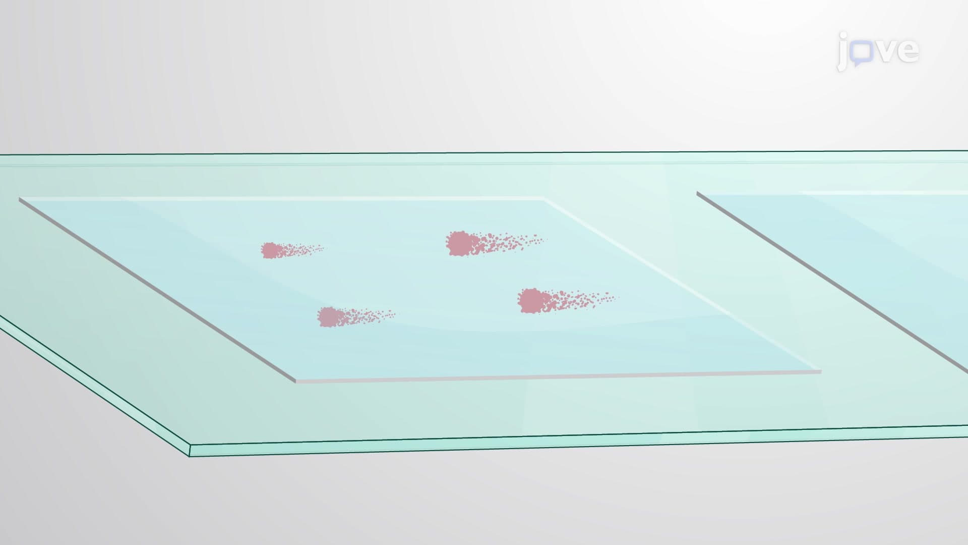 Comet Assay for DNA Damage Detection in Cells