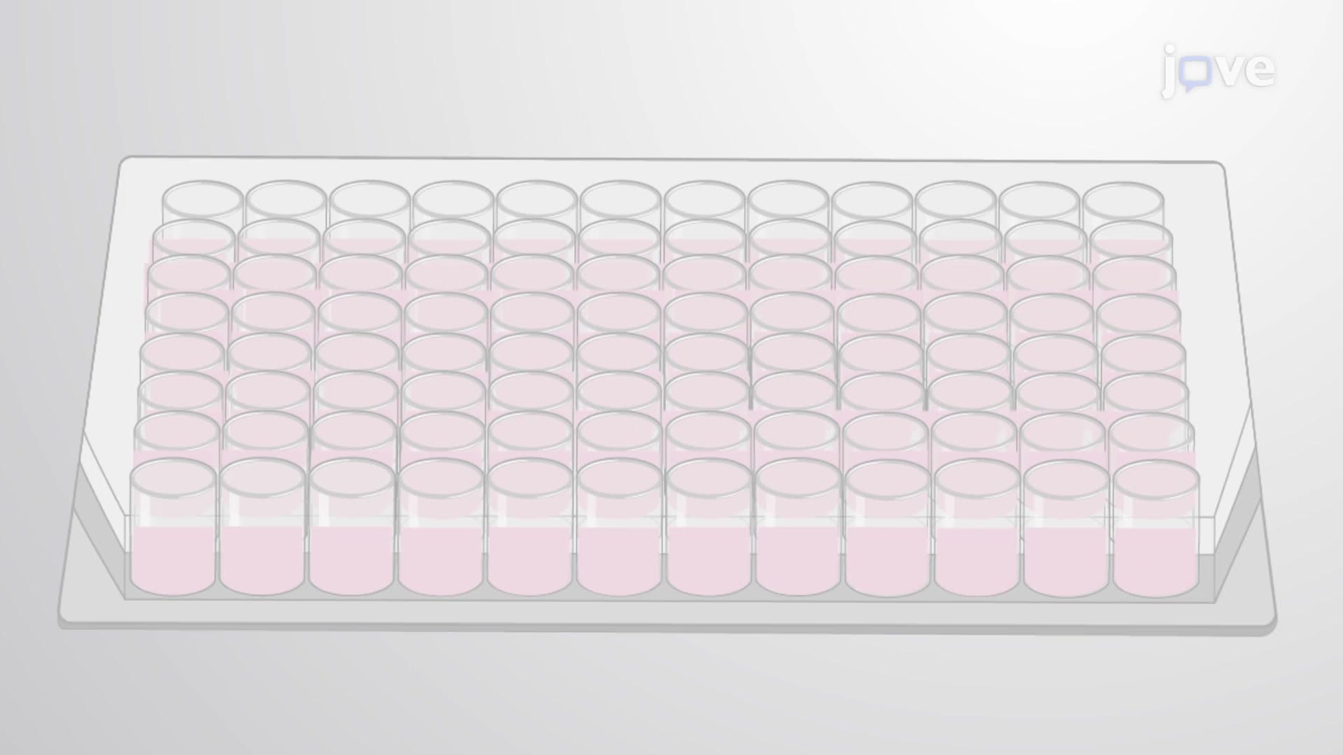 Pyruvate Assay for Estimation of Pyruvate Levels in Cellular Fractions of Worms