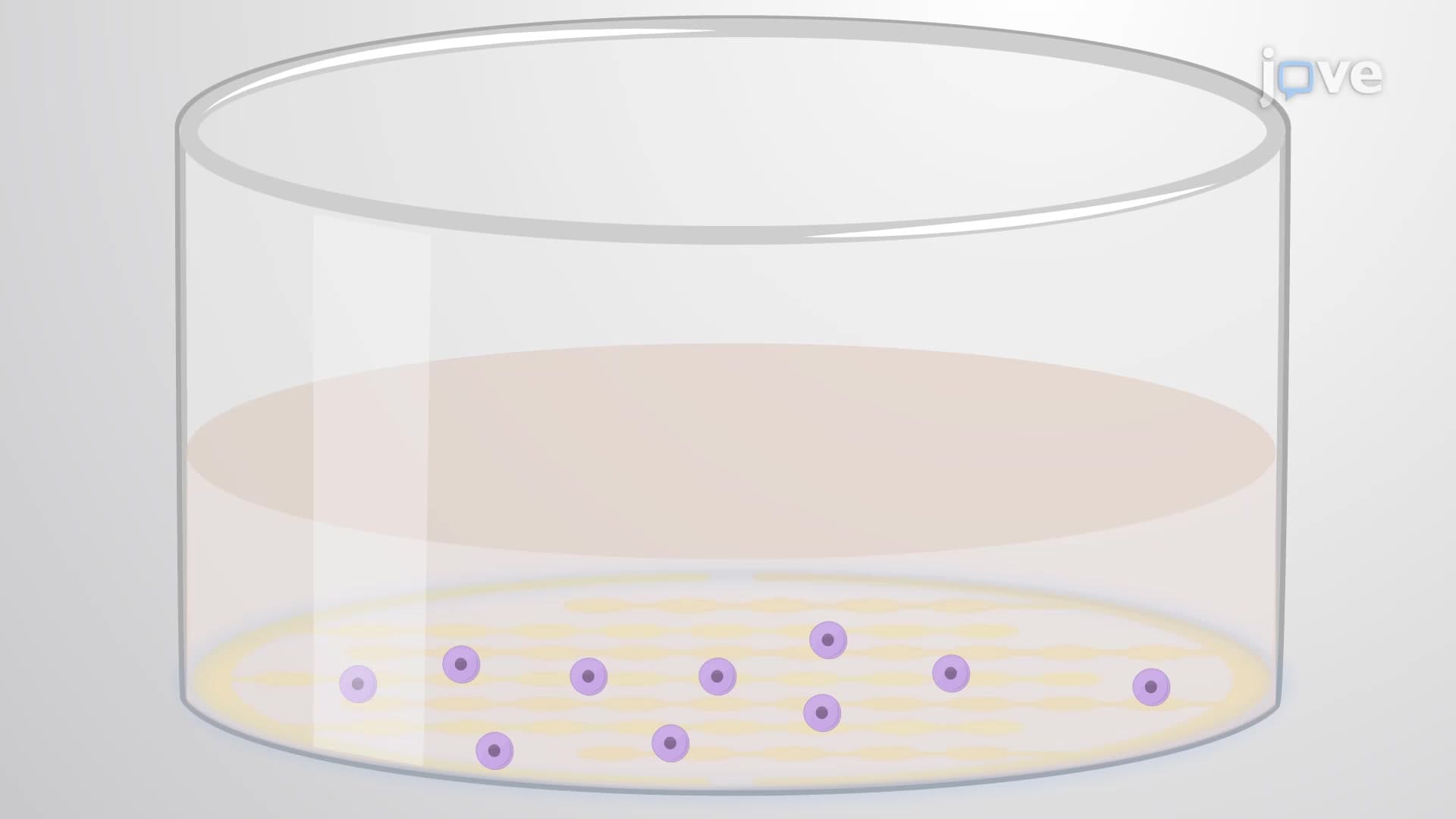 Impedance-Based Cellular Assay to Measure Multiplicity of Infection of Influenza Virus