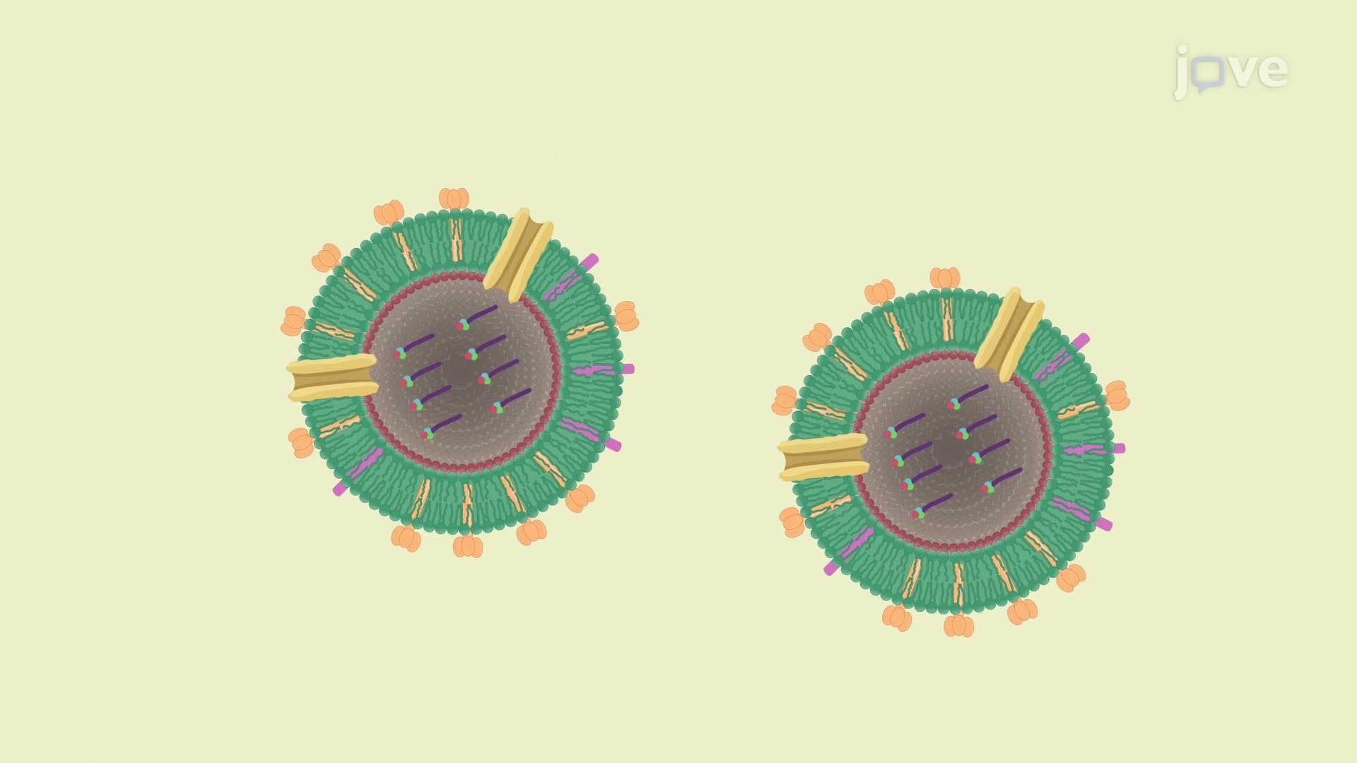 Cellular Impedance-Based Survival Kinetics Assay to Assess Virus Survival