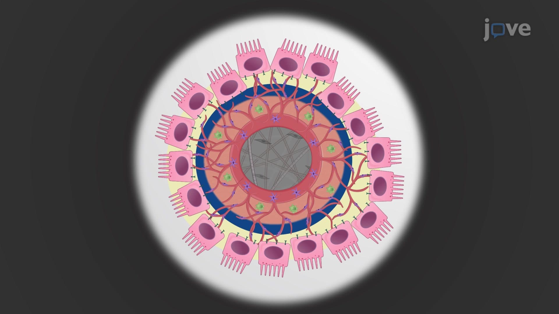 Choroid Sprouting Assay to Study Ocular Microvascular Proliferation Ex Vivo