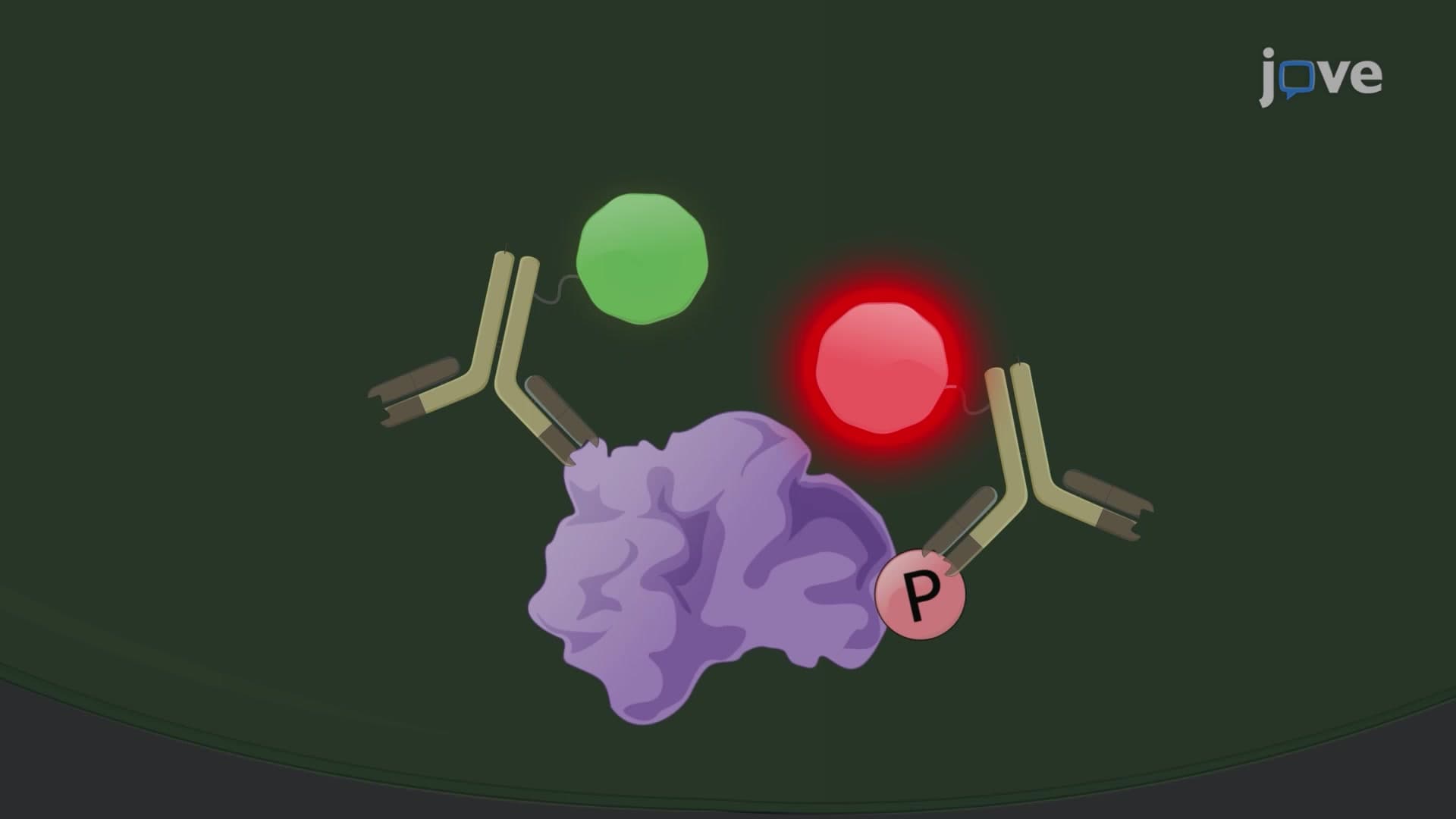 Time-Resolved Forster Resonance Energy Transfer for Monitoring Protein Phosphorylation in Cells