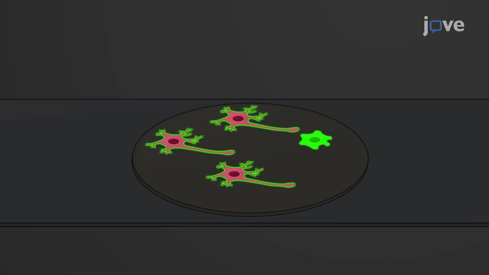 Immunofluorescence Assay to Evaluate Effect of Target Proteins on Neurite Outgrowth