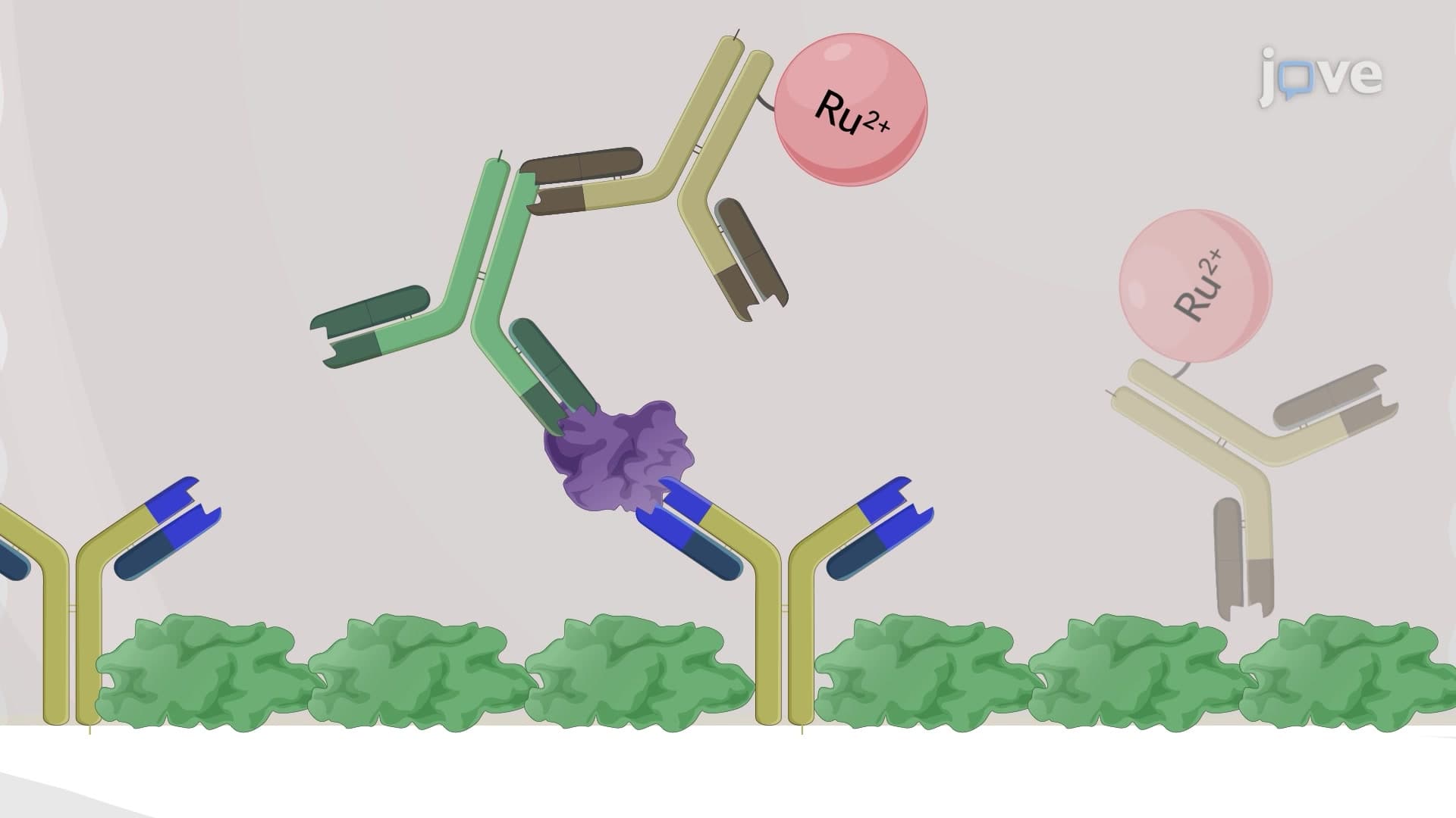 Electrochemiluminescence Assay for Quantification of Target Protein Levels in Brain Lysate