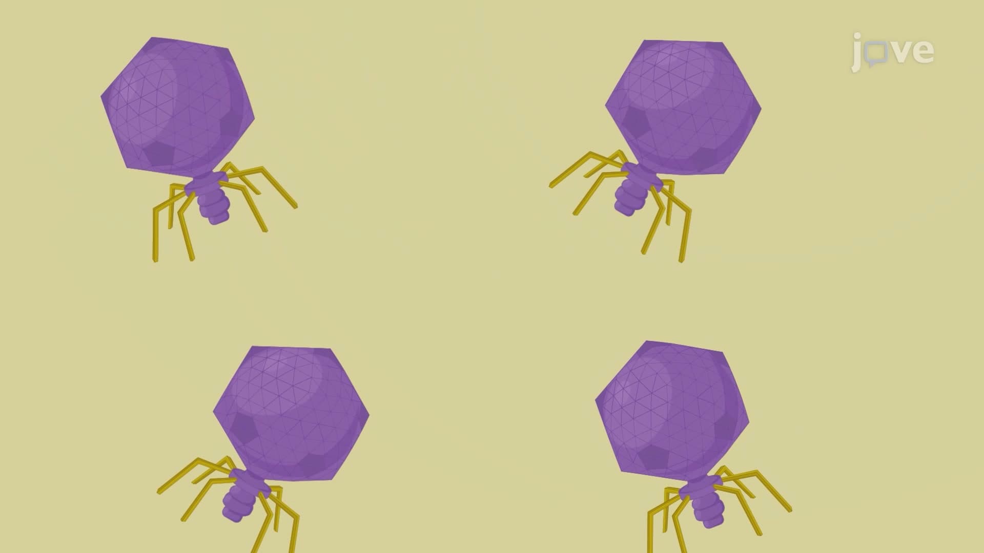 Quantitative Polymerase Chain Reaction to Enumerate Bacteriophages