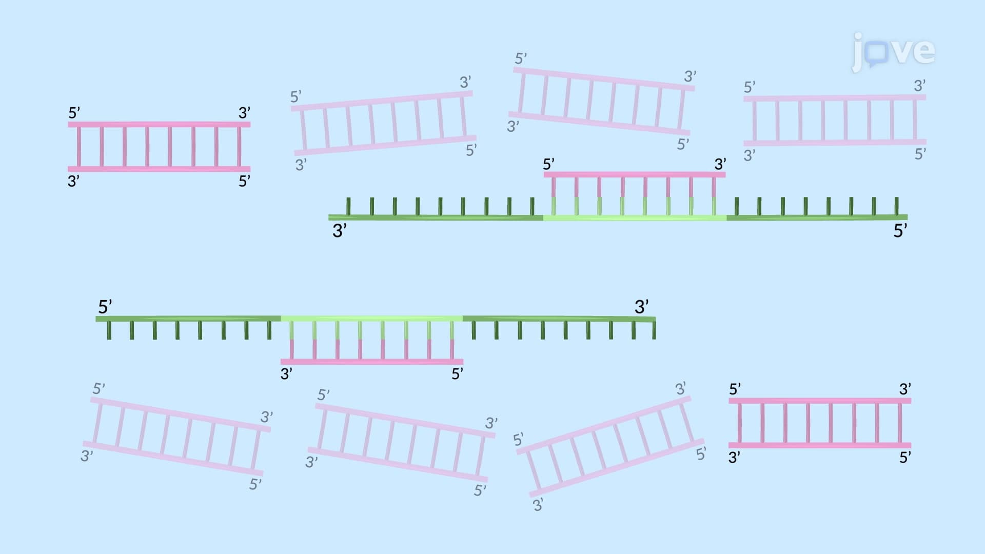 Nested-PCR to Detect a Specific Viral Genomic Sequence