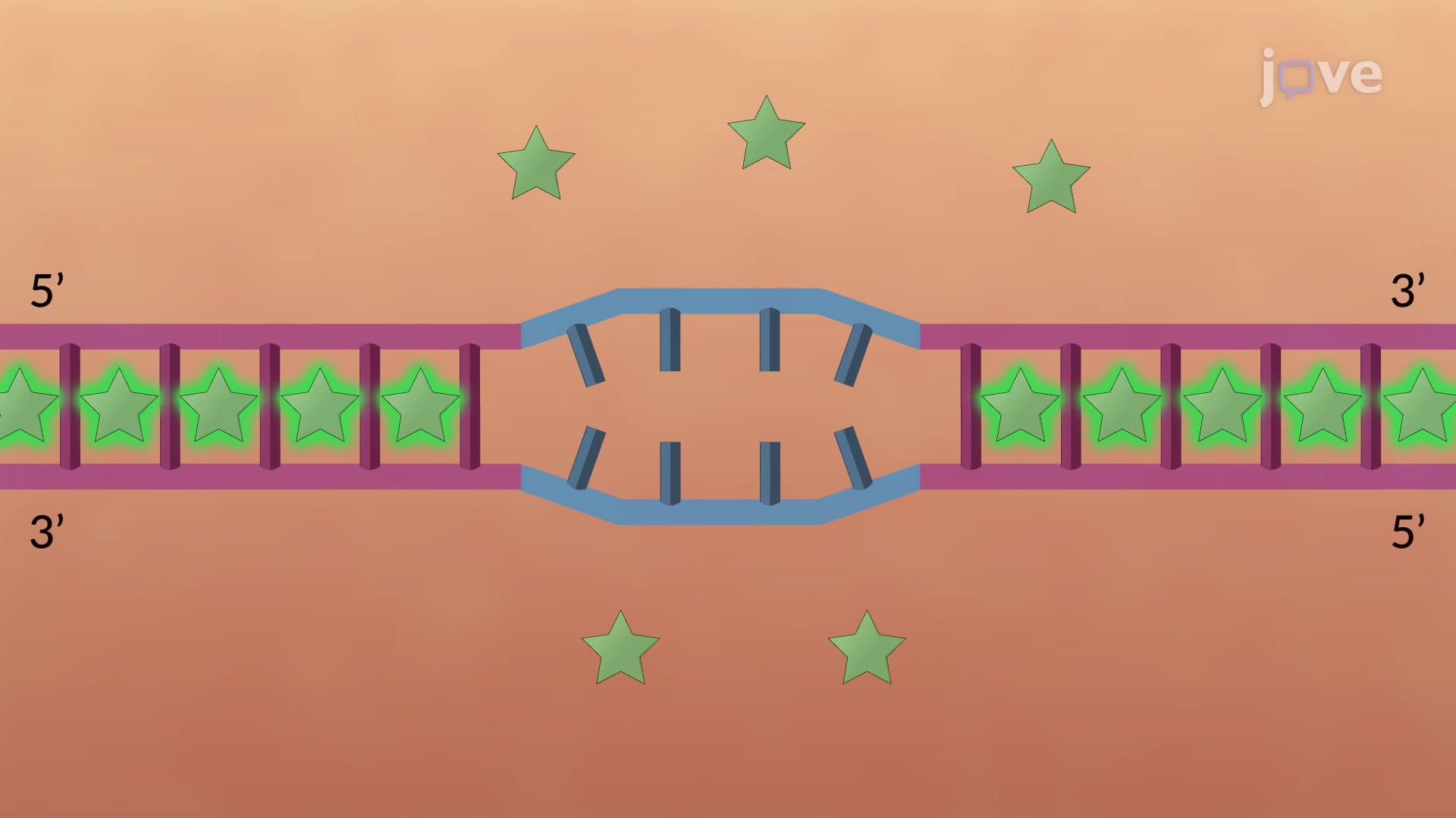 High-Resolution Melting PCR to Determine Sequence Variations in Mutant DNA Sequences