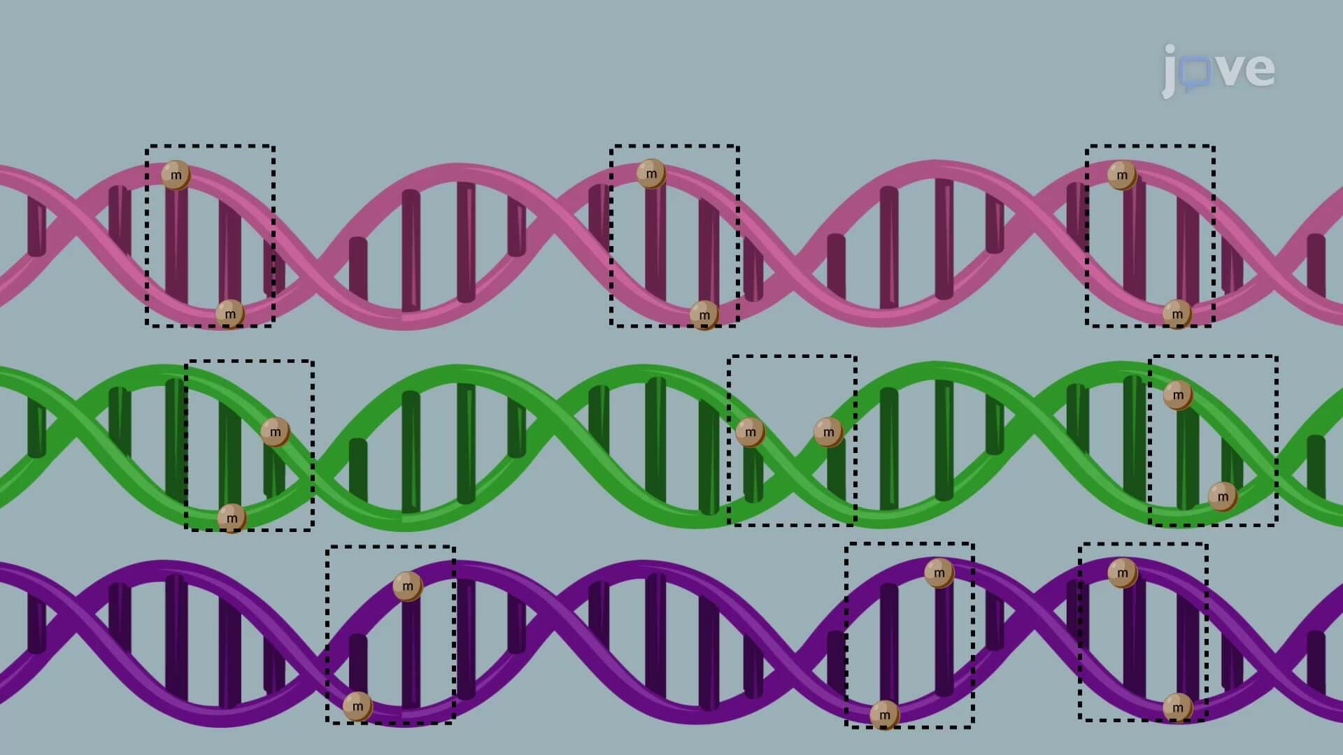 Multiplex Droplet Polymerase Chain Reaction to Detect DNA Methylation in Leukocytes