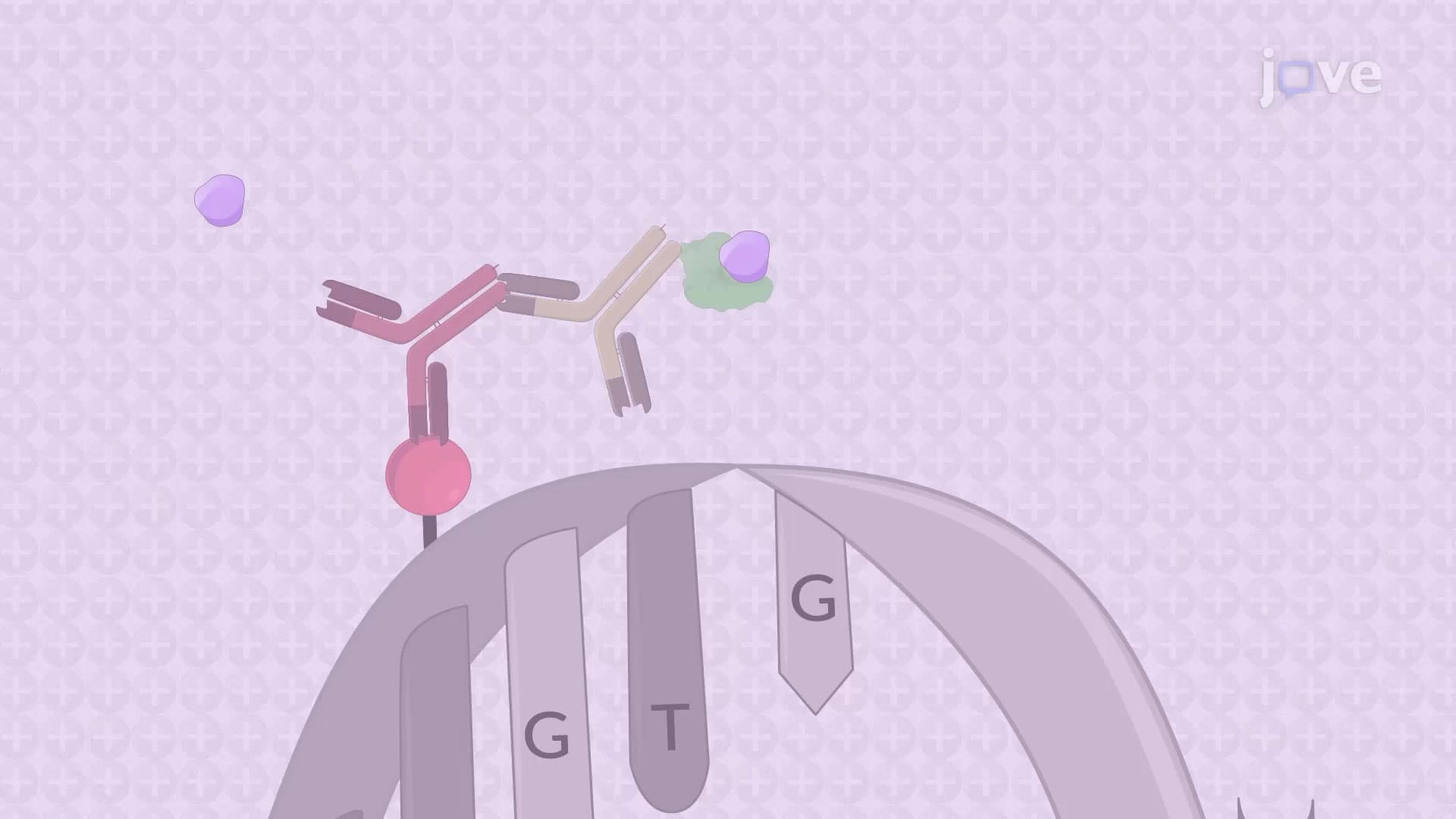 5-Methylcytosine Dot Blot to Determine the Extent of DNA Methylation